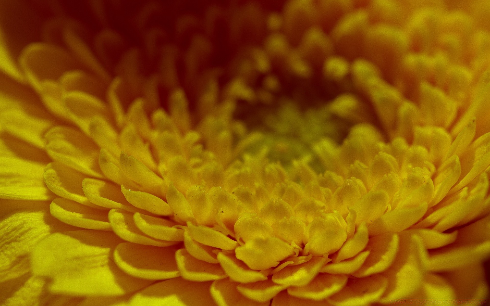 macro fiore natura flora estate colore petalo desktop luminoso close-up fioritura bella giardino floreale crisantemo singolo foglia luminoso vicino testa