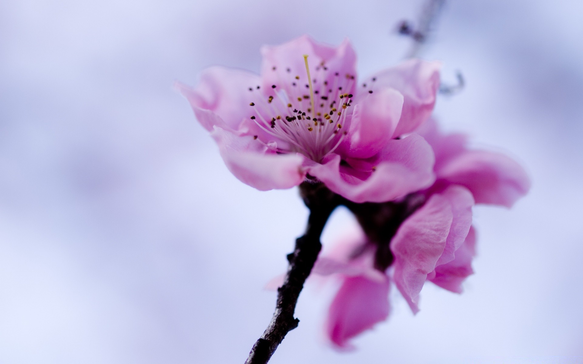 makro fotoğrafçılığı çiçek doğa flora yaprak şube bahçe çiçek açan kiraz dostum çiçek taçyaprağı renk büyüme güzel yakın çekim parlak yaz narin ağaç