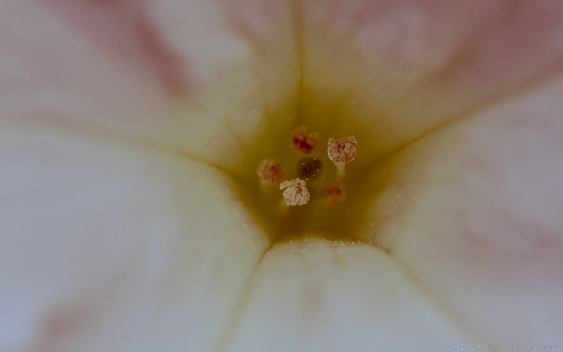 makro fotoğrafçılığı çiçek doğa flora renk narin güzel yaz bahçe yakın çekim petal parlak polen zambak çiçek açan yanında yaprak aşk bulanıklık lale