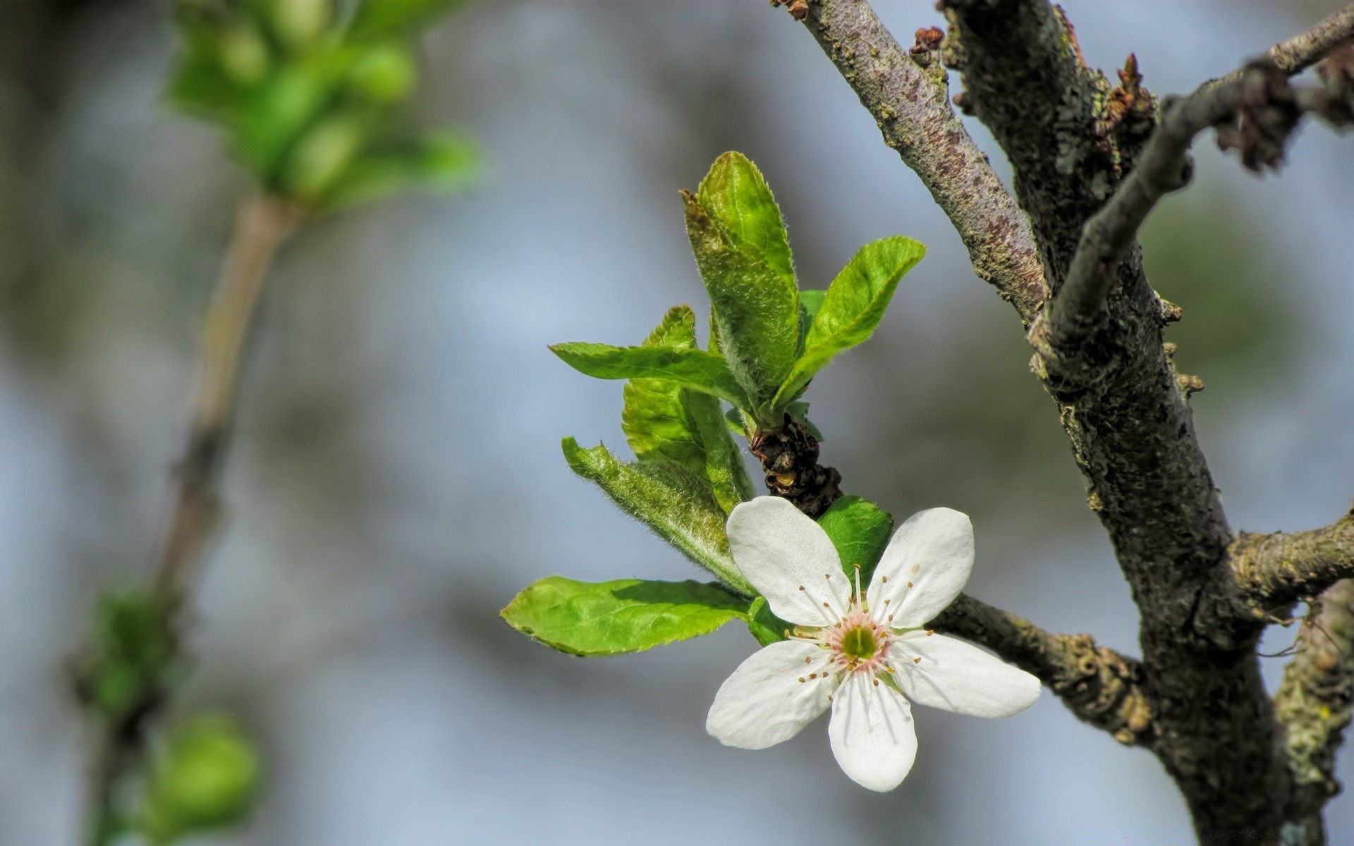 makro natura drzewo oddział kwiat liść flora wzrost na zewnątrz ogród kolego jabłko sezon rozmycie bluming owoce zbliżenie lato wiśnia dobra pogoda