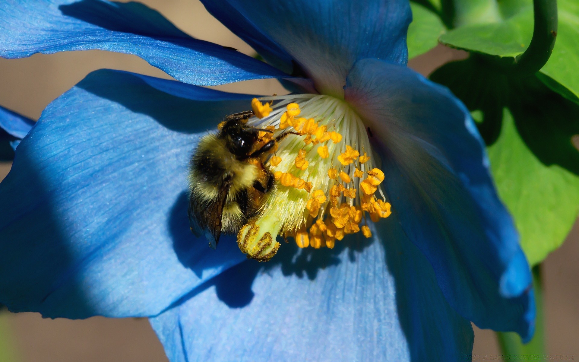 makroaufnahme blume natur insekt sommer pollen im freien biene unschärfe flora tageslicht