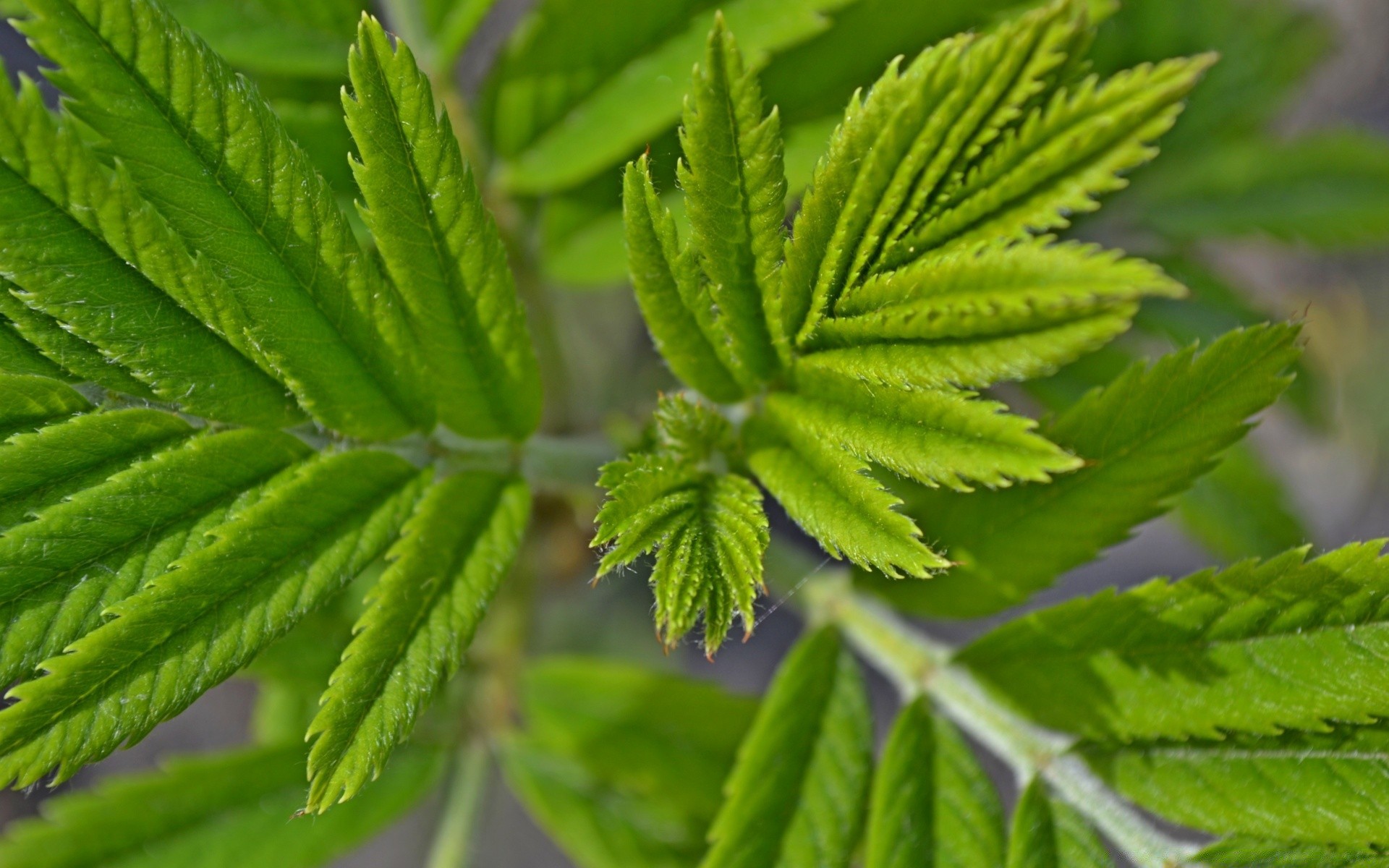 macro feuille nature flore croissance luxuriante fraîcheur gros plan jardin environnement été arbre écologie