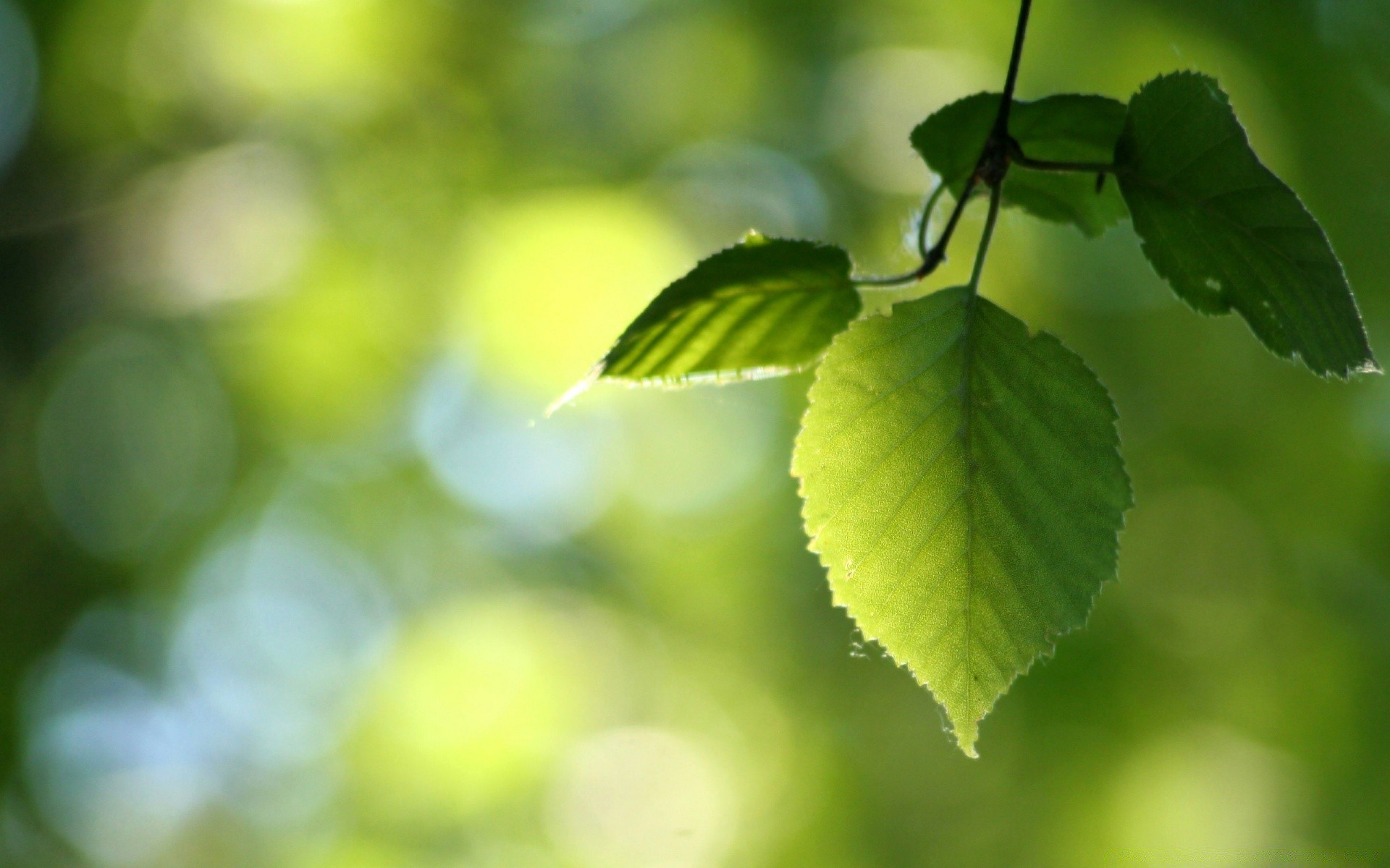 macro leaf nature growth flora blur summer bright lush garden environment tree fair weather focus outdoors branch freshness