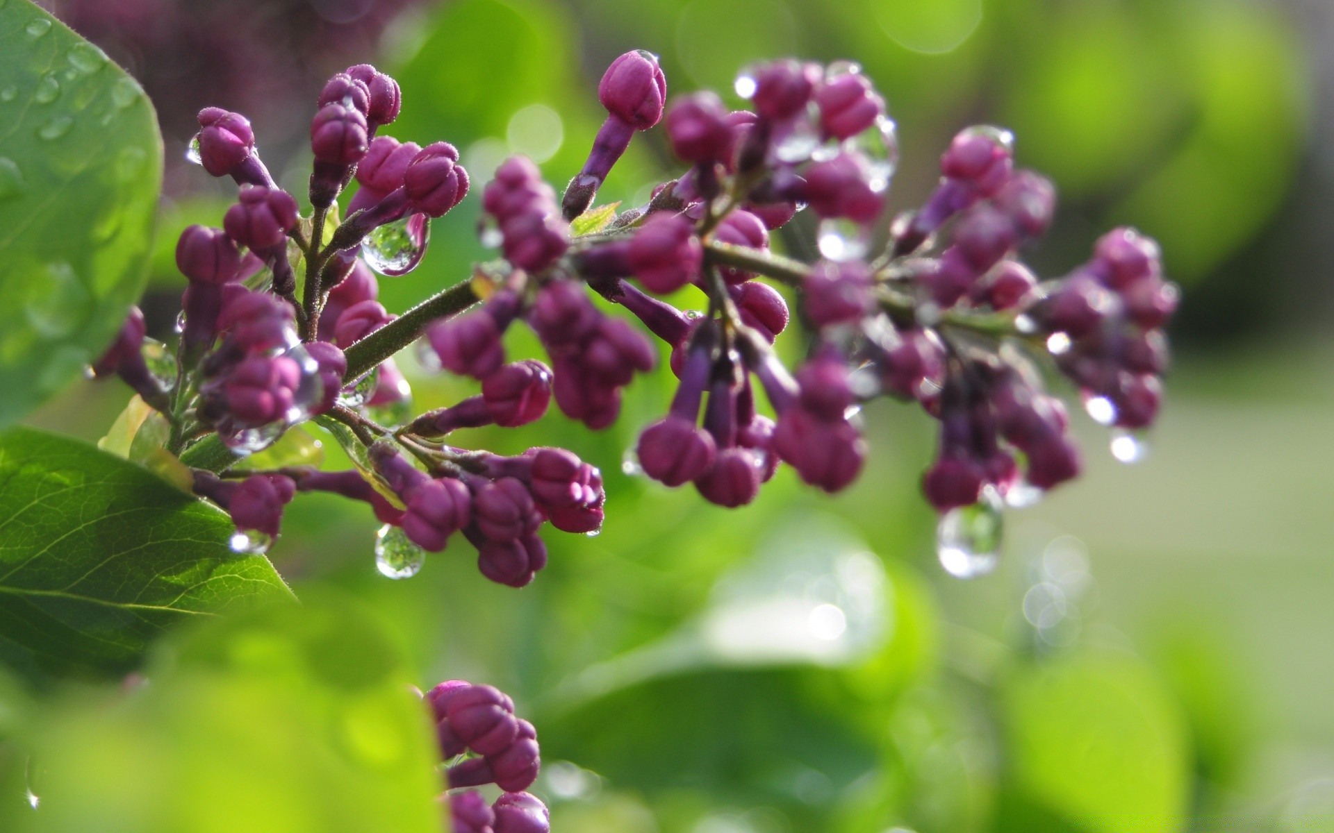 makro fotoğrafçılığı doğa flora yaprak çiçek bahçe yaz şube renk ağaç parfüm yakın çekim tazelik sezon çalı kokulu çiçek çiçek açan açık havada petal