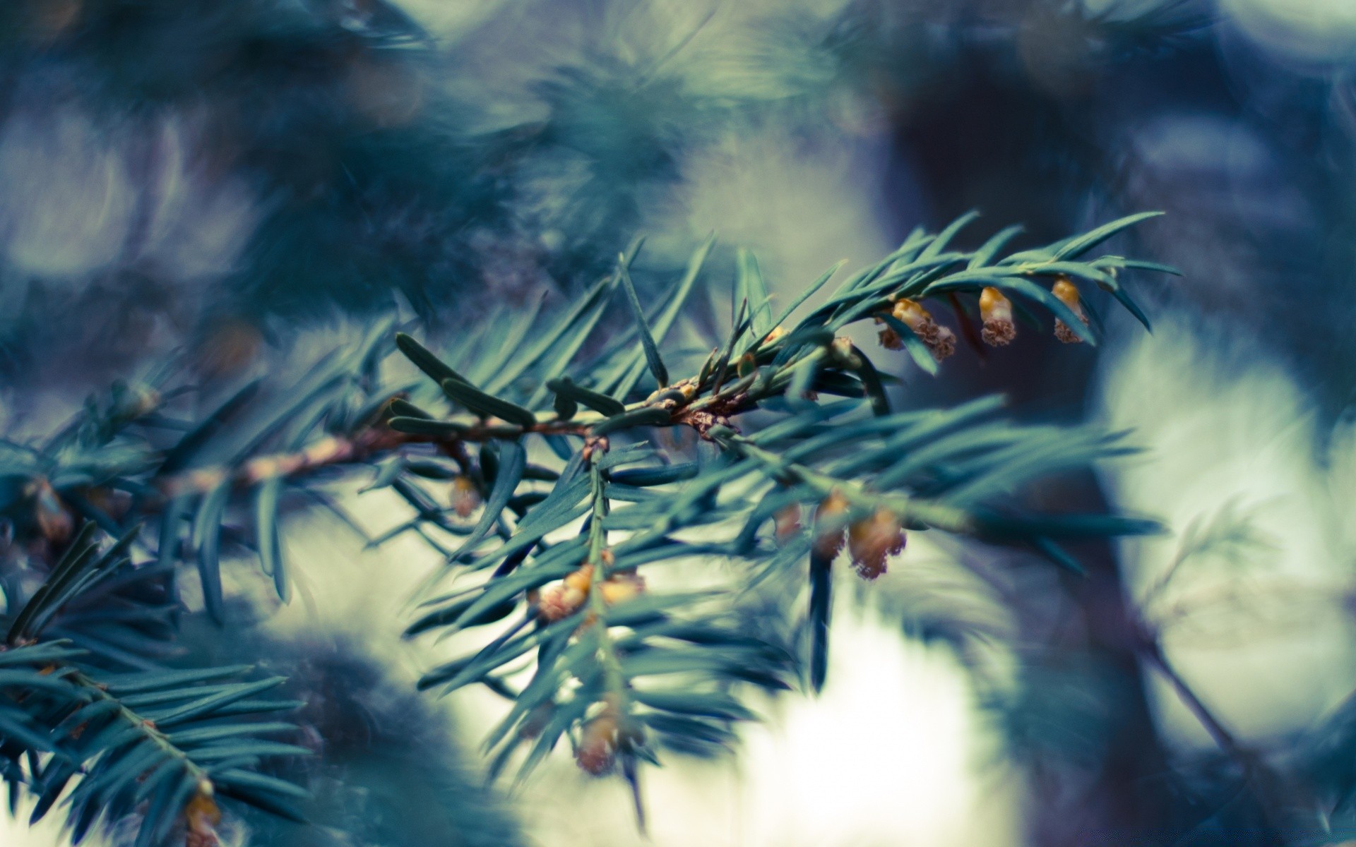 macro noël hiver arbre evergreen conifères branche flou aiguille pin couleur