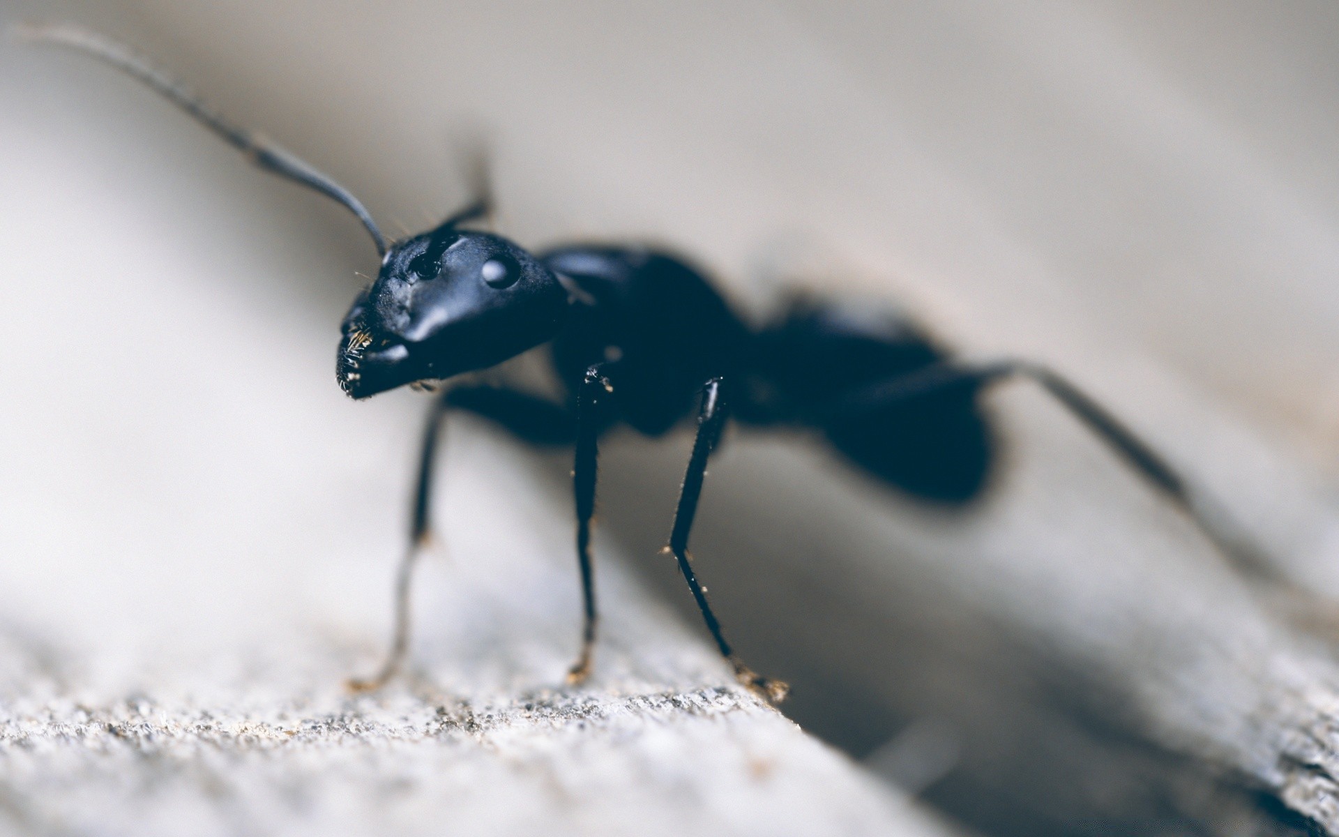 makro owad bezkręgowce przyroda natura chrząszcz zwierzę biologia jeden na zewnątrz pająk pest mało