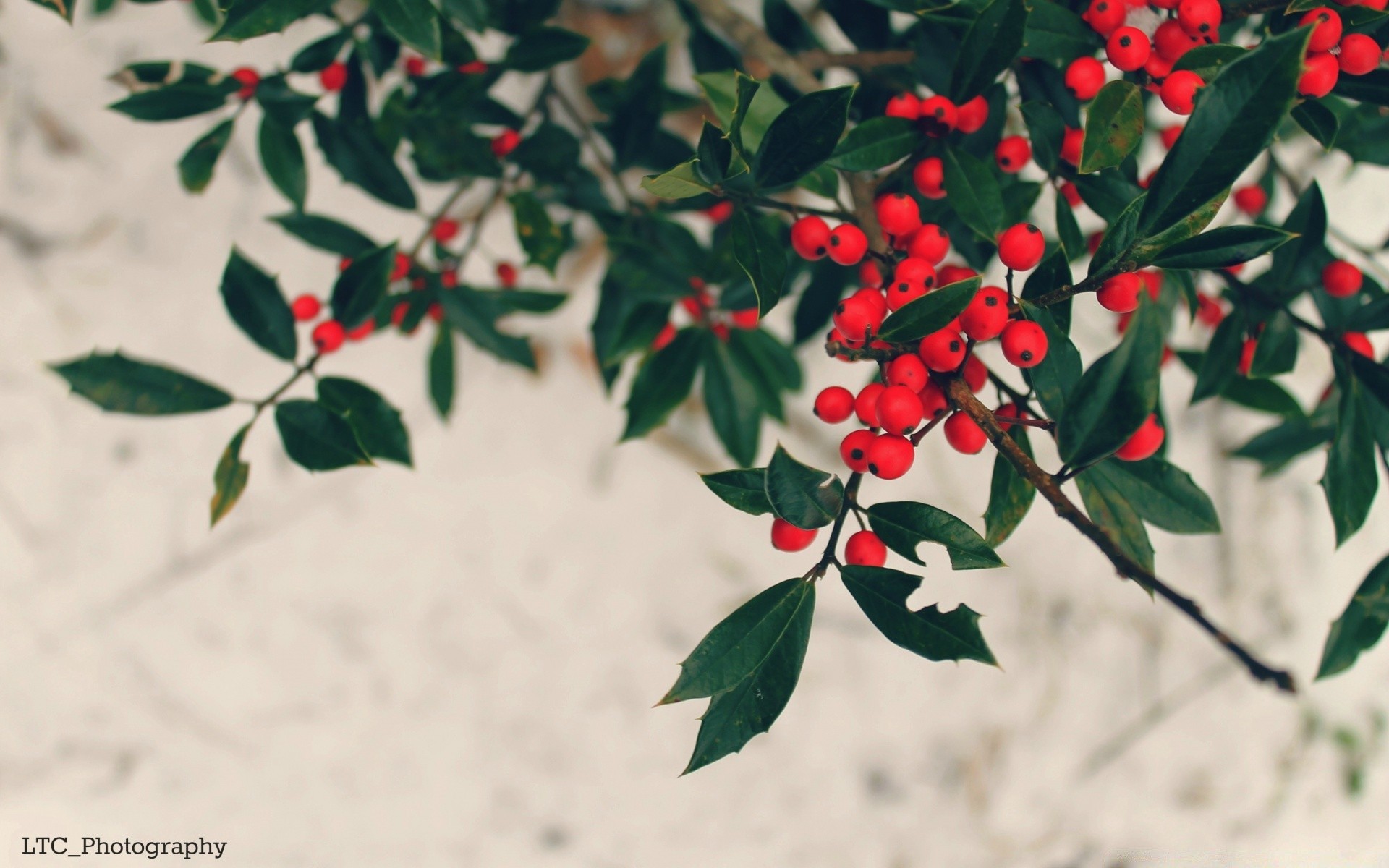 macro leaf nature flora outdoors tree berry branch shrub flower growth summer holly winter