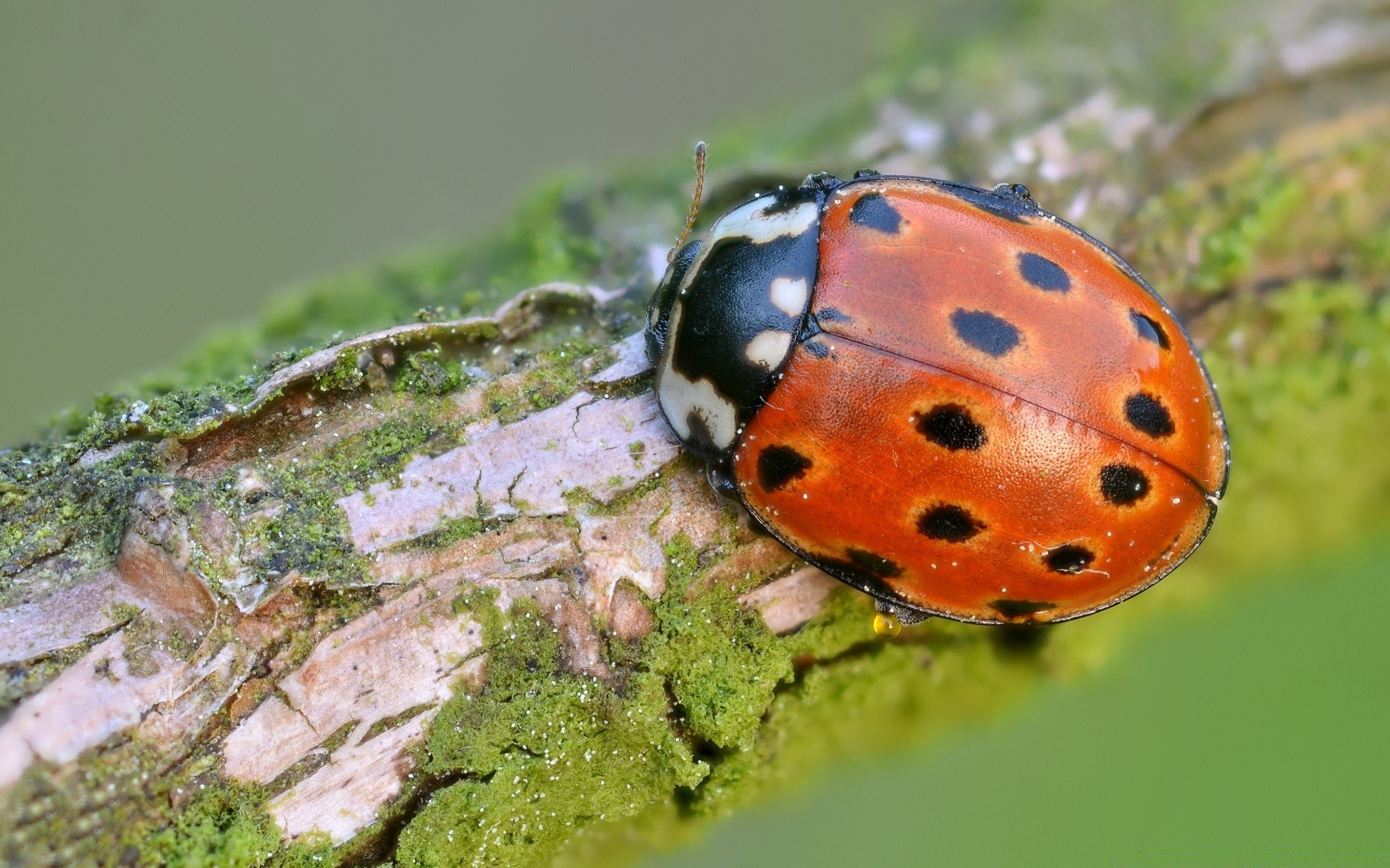 macro insecte coléoptère nature biologie à l extérieur peu invertébrés coccinelle faune environnement gros plan feuille été