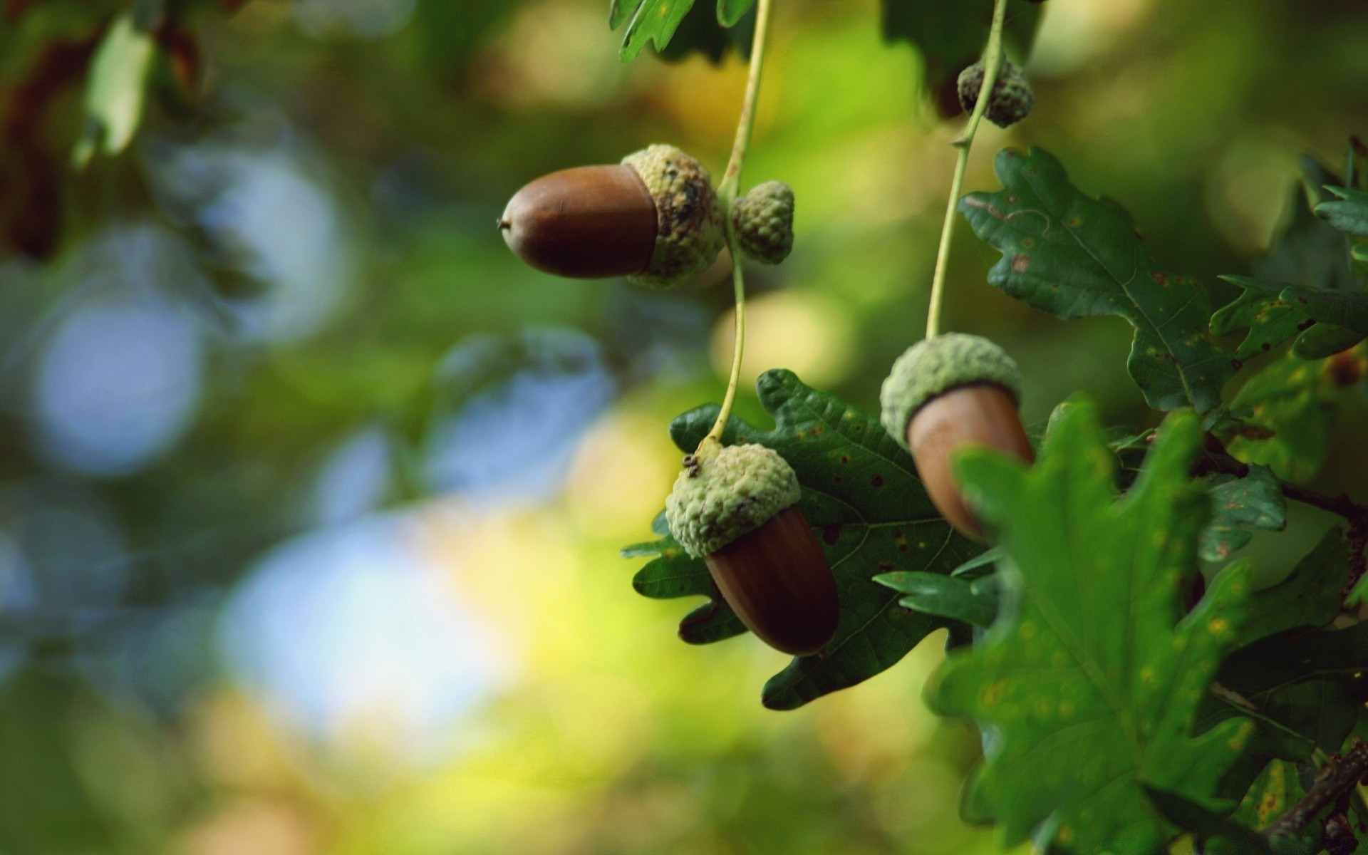 macro feuille flore alimentaire nature fruits arbre branche jardin gros plan automne été couleur à l extérieur en bonne santé grandir croissance environnement saison bois