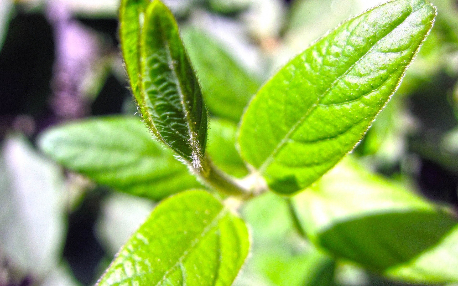 macro feuille nature flore croissance gros plan alimentaire herbes fraîcheur environnement jardin arbre peu à proximité écologie pluie épices