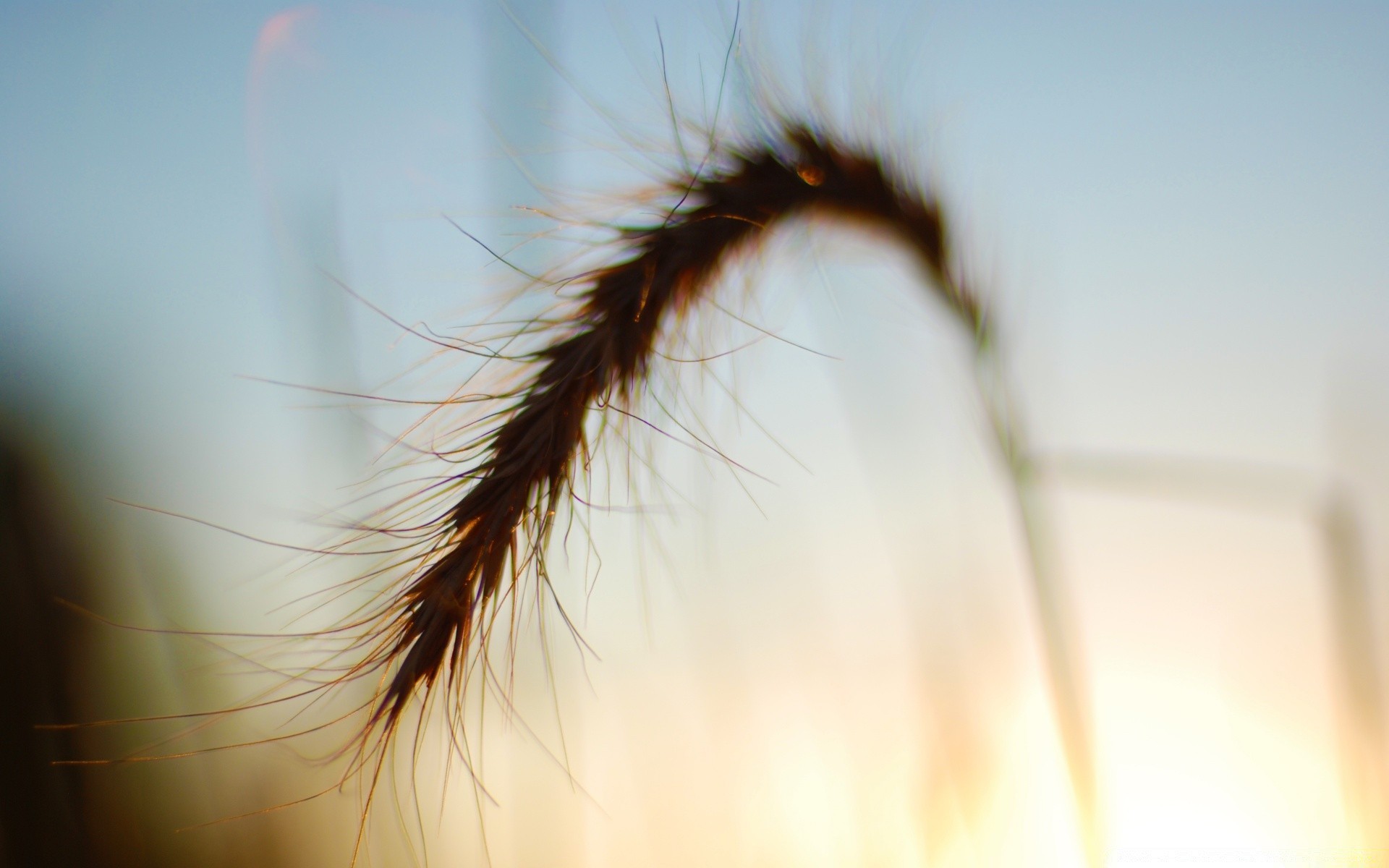 macro blur nature abstract