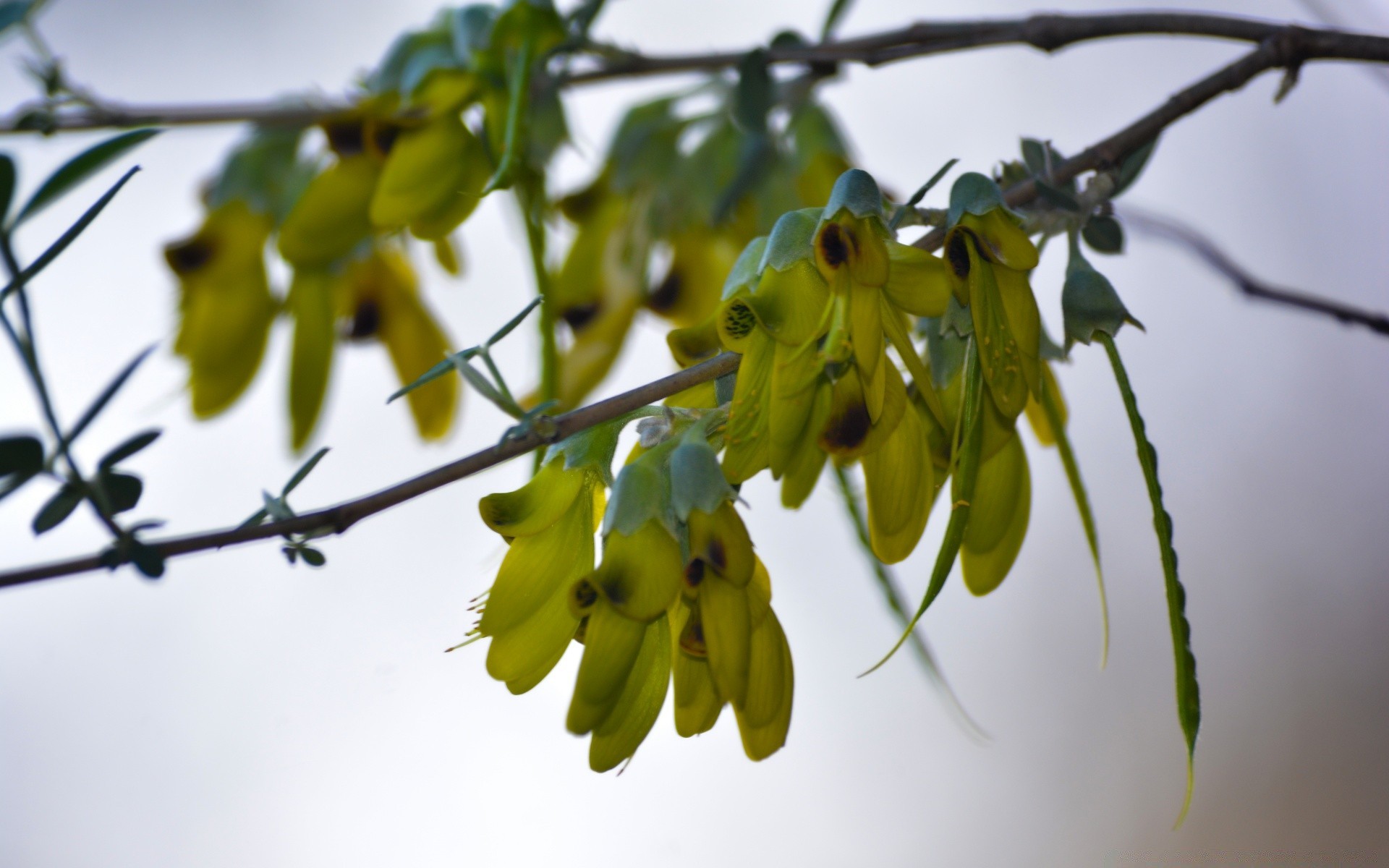 makroaufnahme obst natur zweig blatt baum blume essen wachsen im freien flora landwirtschaft hängen garten wachstum apfel unschärfe farbe sommer