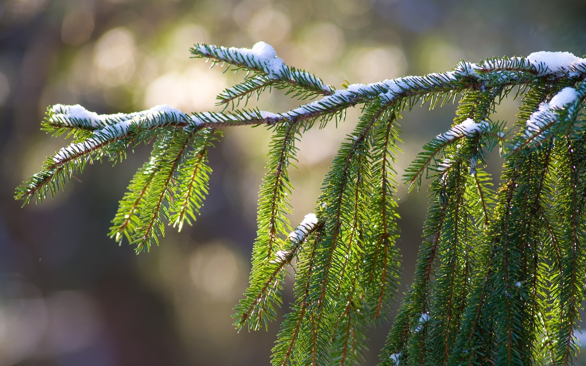 macro arbre nature hiver branche bois aiguille saison noël à l extérieur flore pin sapin gros plan feuille conifères épinette couleur