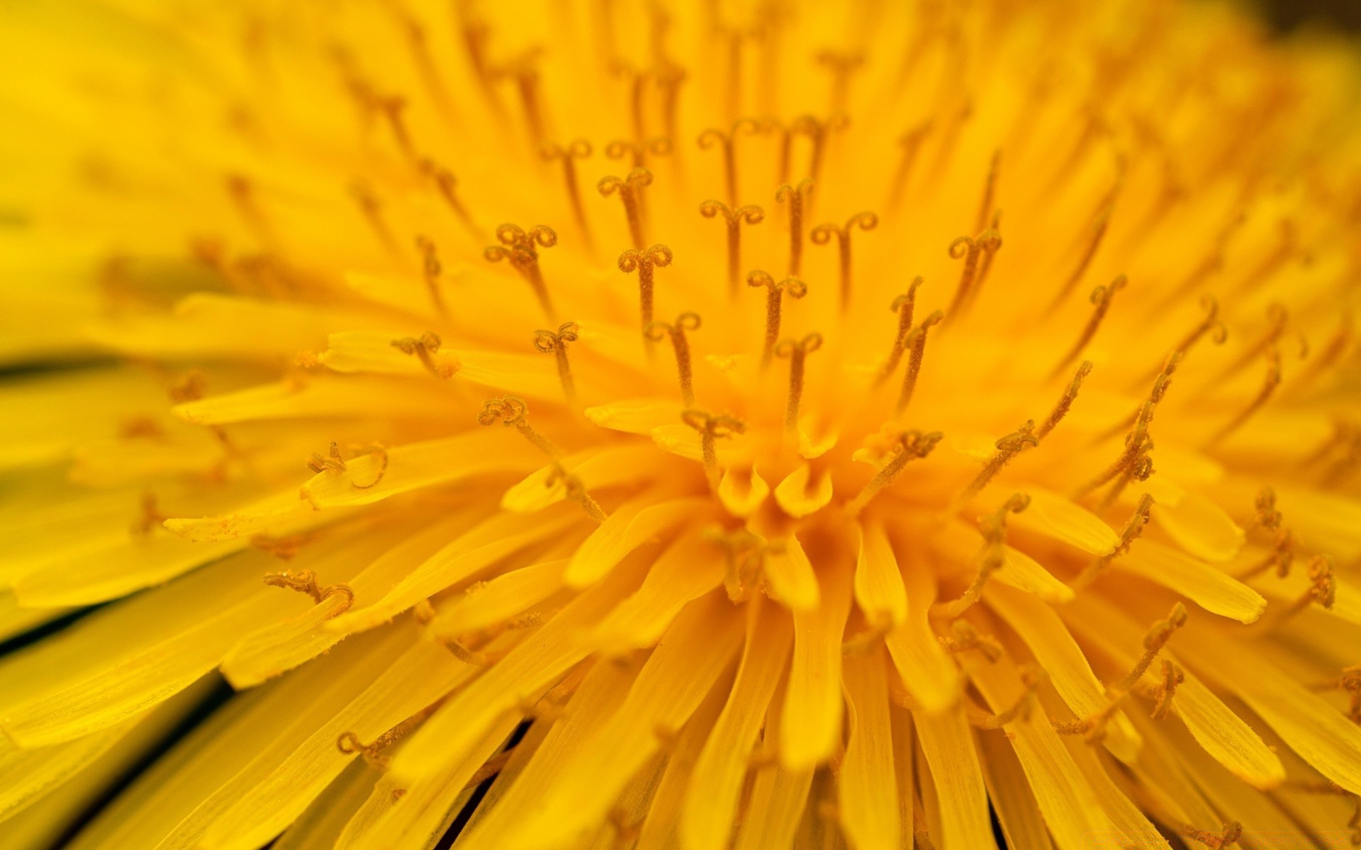 macro pissenlit fleur flore été pétale nature couleur bluming jardin médecine gros plan flou