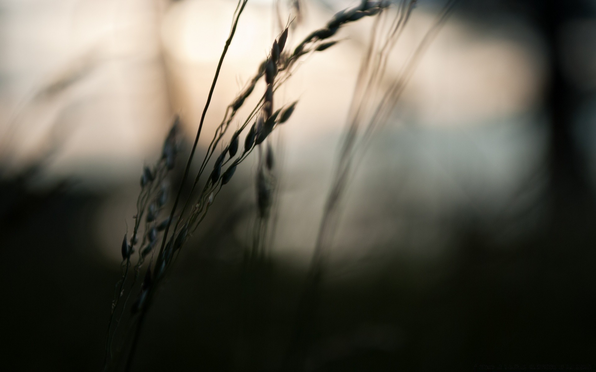 makroaufnahme monochrom dof sonnenuntergang sonne dämmerung landschaft natur gold unschärfe licht weizen bauernhof feld herbst ländlich flocken gras silhouette himmel