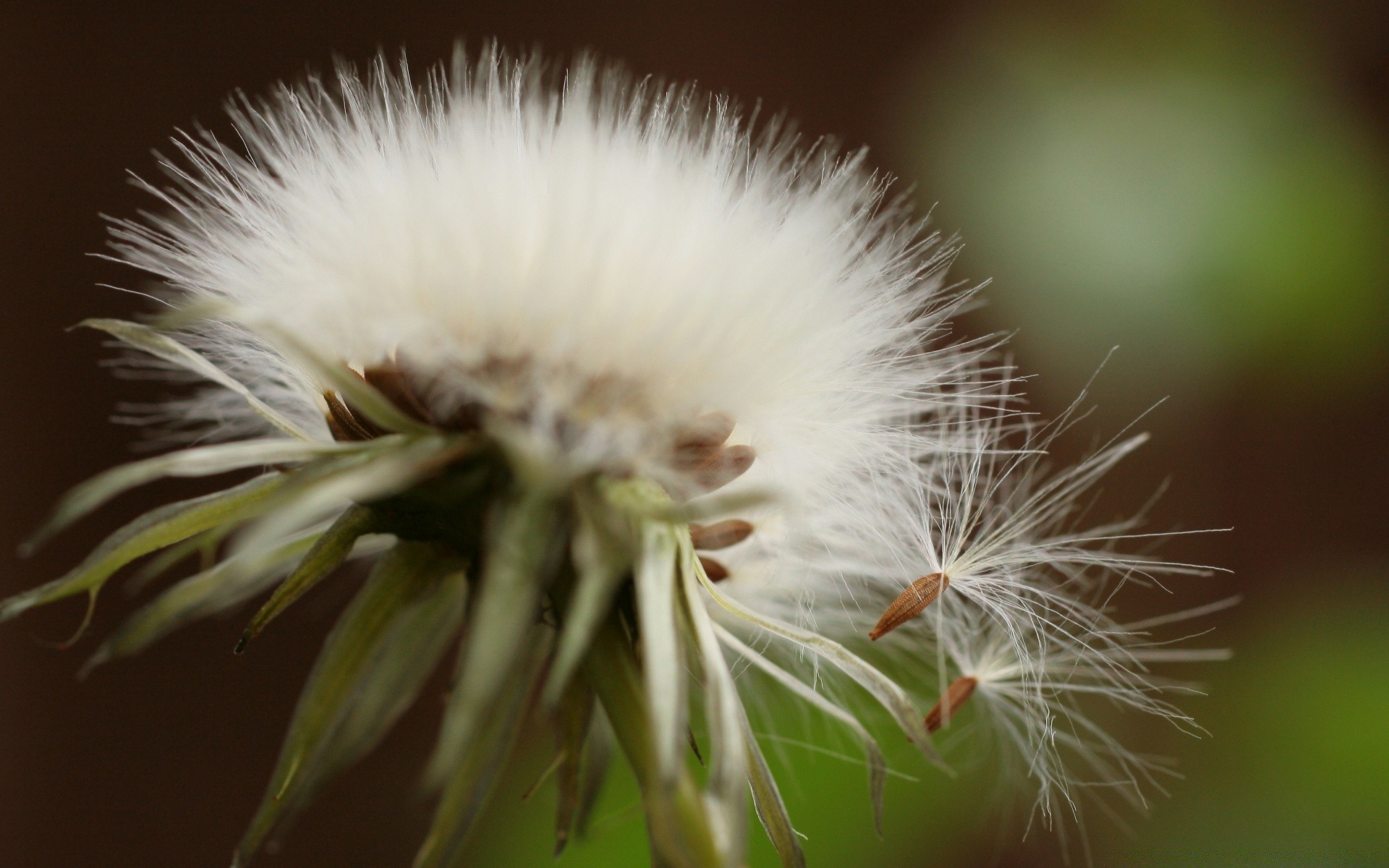 makro natura kwiat mniszek lekarski flora lato ogród dzikie zbliżenie trawa wzrost na zewnątrz liść kolor piękne dół delikatne jasne światło