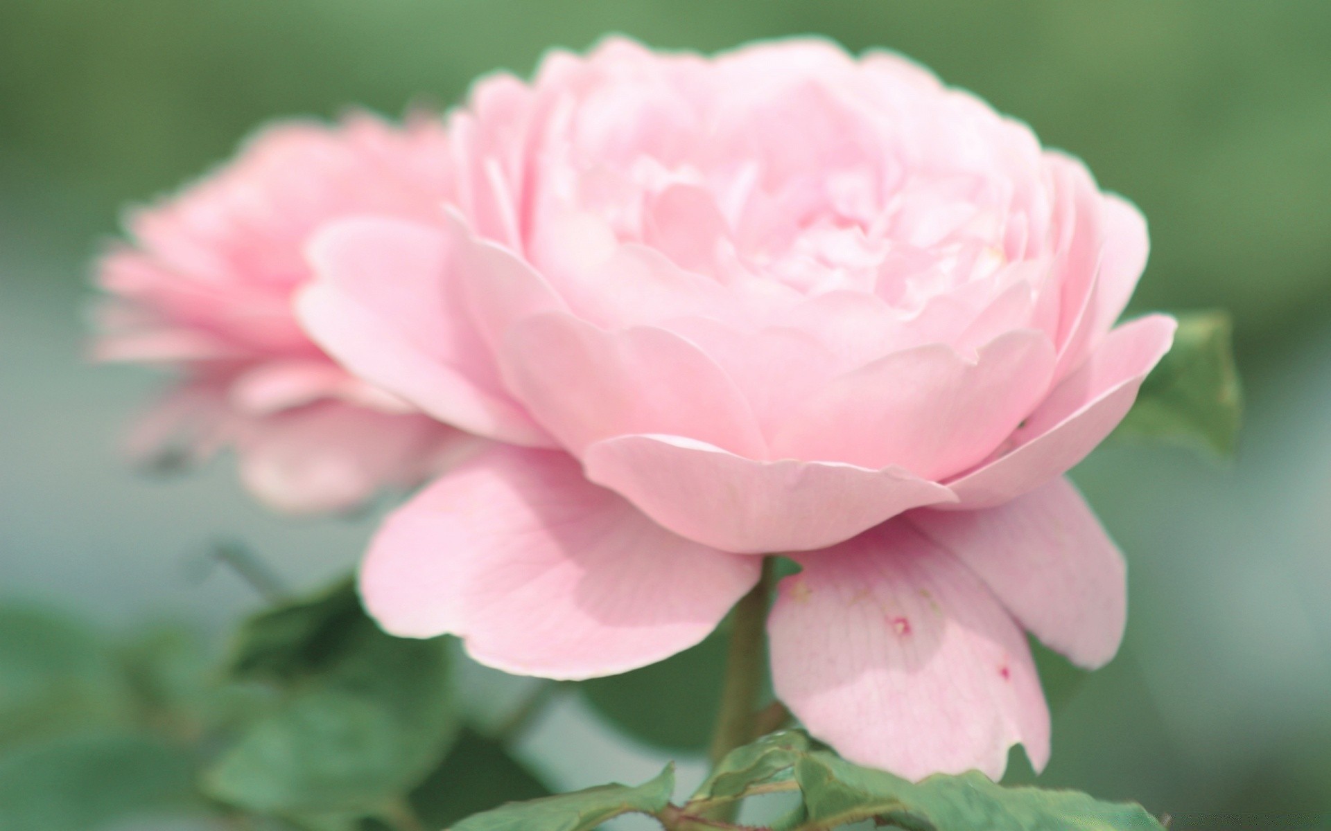 macro fleur nature feuille flore rose pétale jardin été bluming belle floral amour couleur