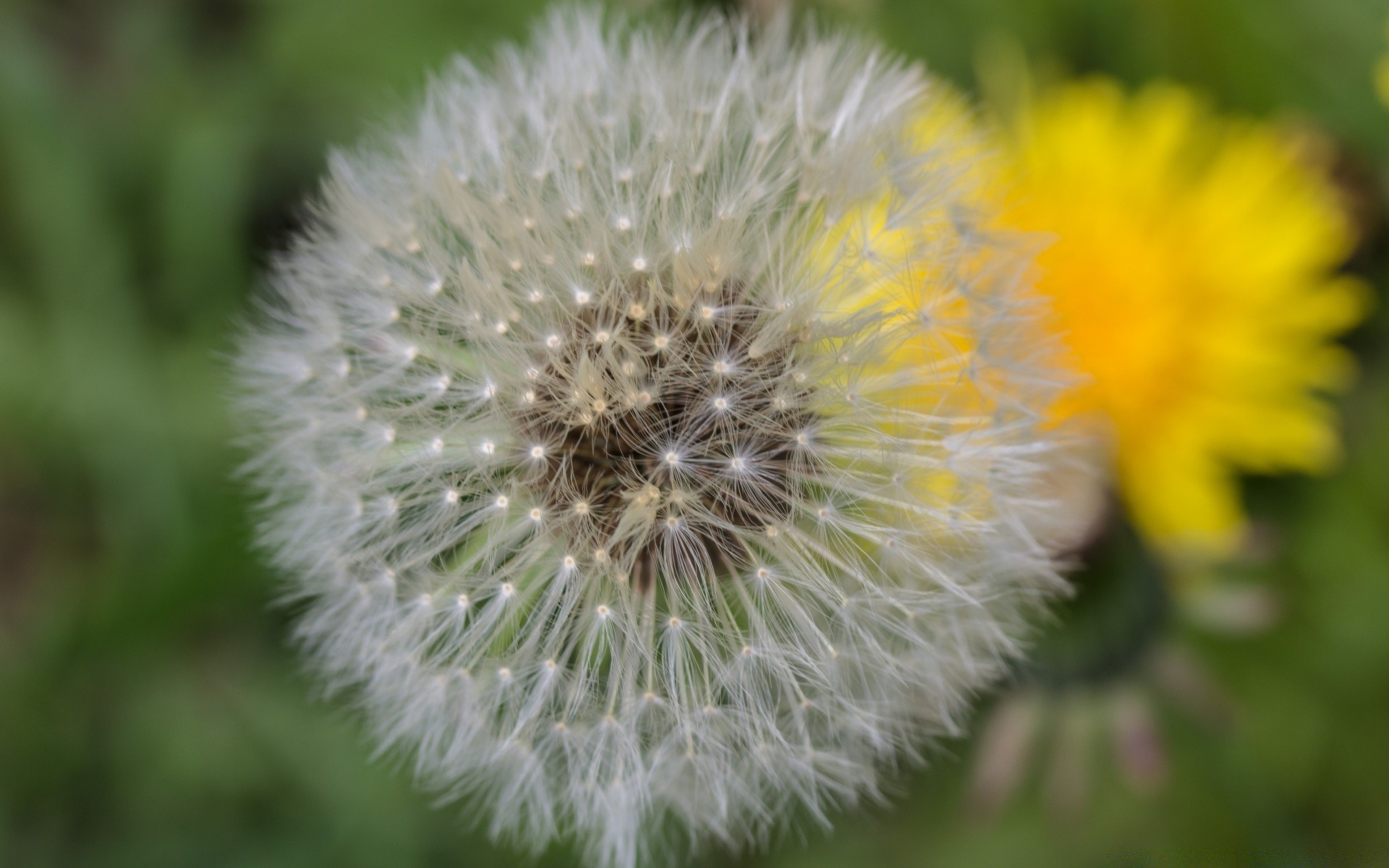 makro blume natur löwenzahn flora sommer blumen samen schließen garten blühen heuhaufen wachstum blatt wild farbe hell schön gras pollen