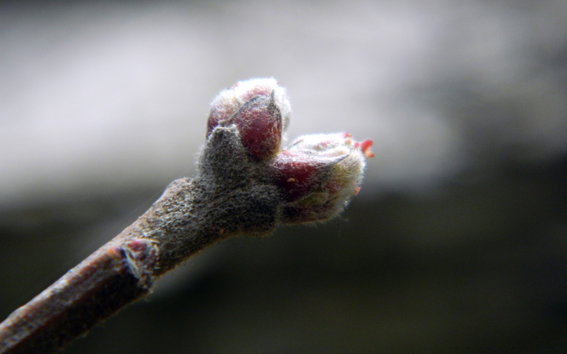 makro zima drzewo natura na zewnątrz kot dof rozmycie śnieg kwiat liść ogród kolor mróz oddział zbliżenie flora światło kolego drewna