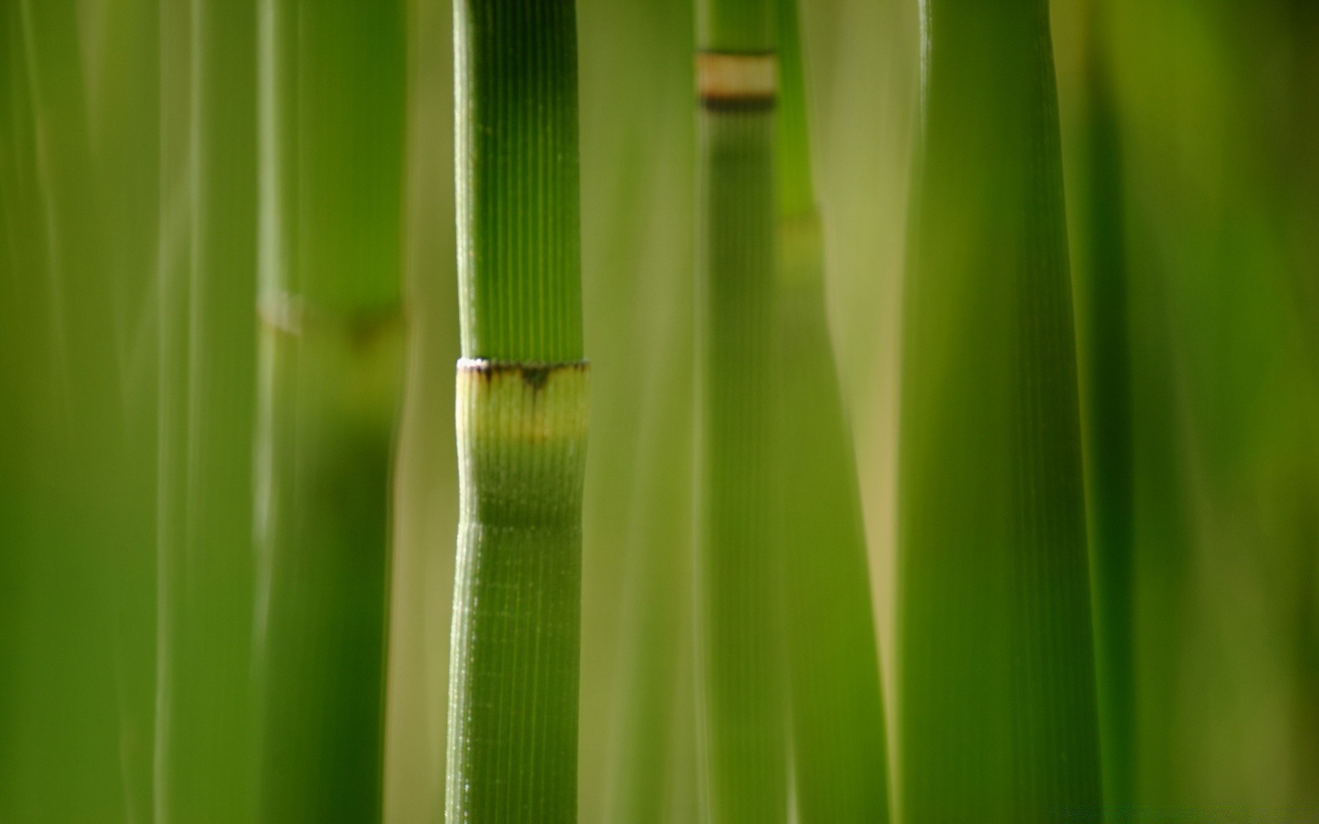 macro leaf flora growth dew lush rain drop nature garden grass ecology blade bamboo environment wet husk