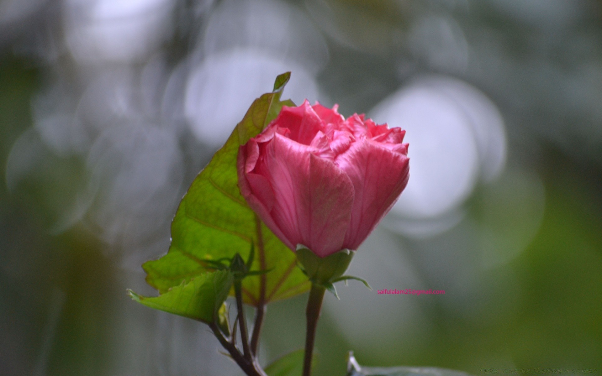 makro fotoğrafçılığı çiçek doğa yaprak flora yaz gül bahçe açık havada çiçek taçyaprağı aşk romantizm çiçeklenme parlak renk bulanıklık narin