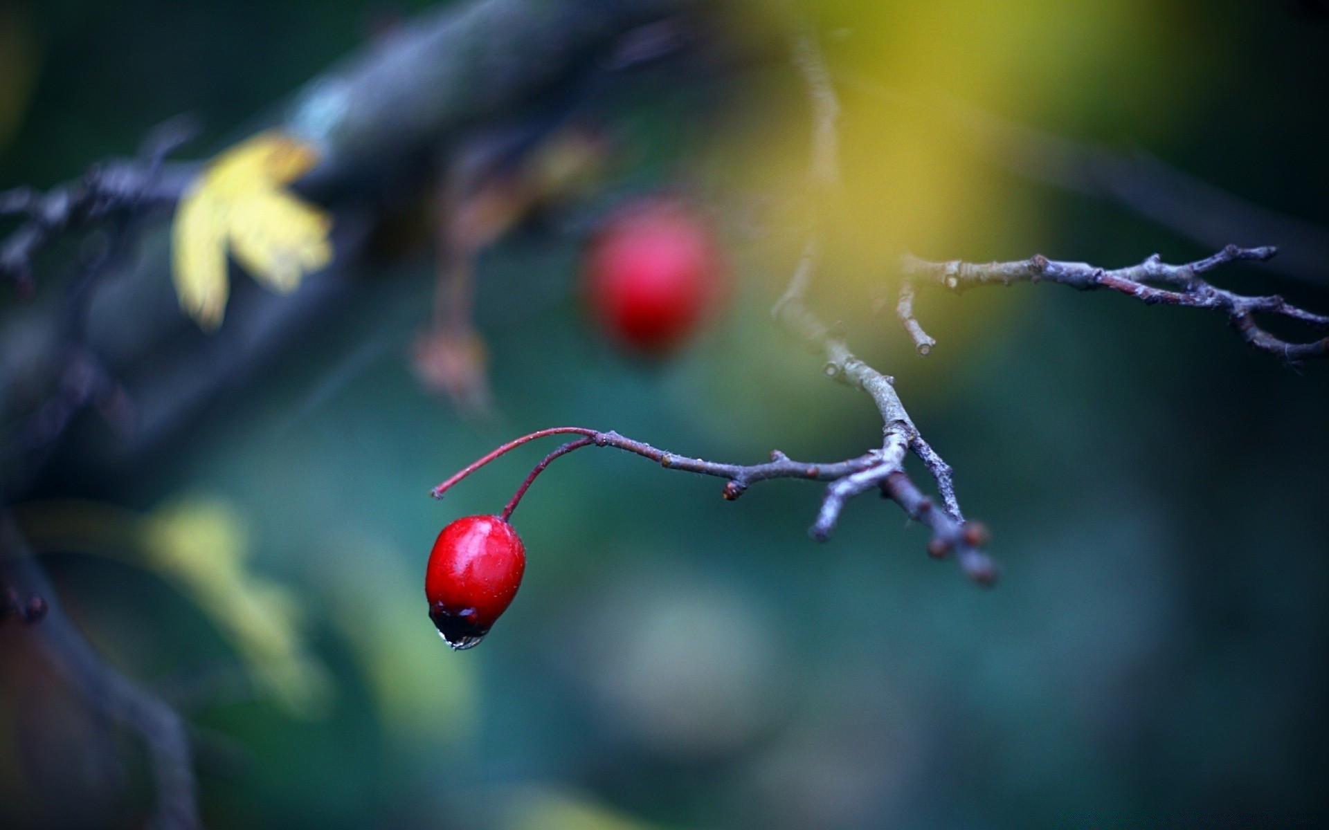 macro nature blur flower spider leaf fruit outdoors garden dof berry fall apple light winter insect tree