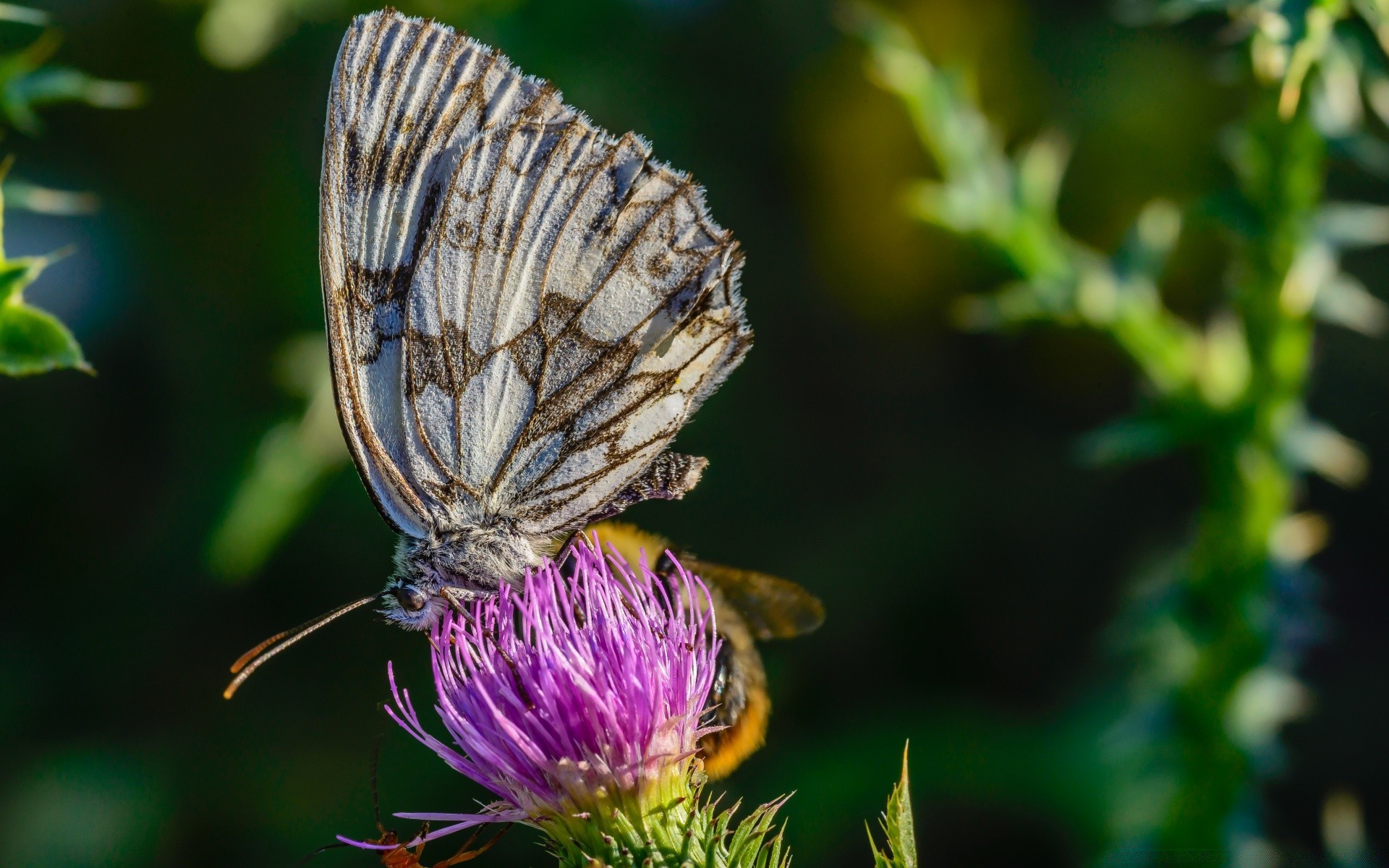 macro farfalla insetto natura fiore all aperto estate giardino invertebrati flora foglia fauna selvatica delicato biologia monarca nettare ala selvaggio lepidotteri