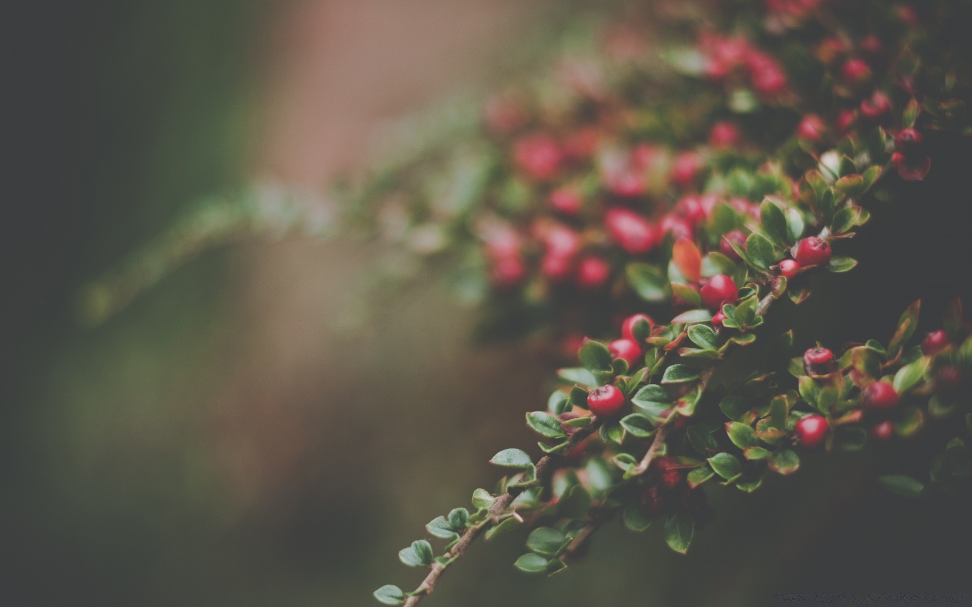 macro leaf nature tree flora outdoors berry branch garden color flower close-up shrub fruit food winter evergreen season growth