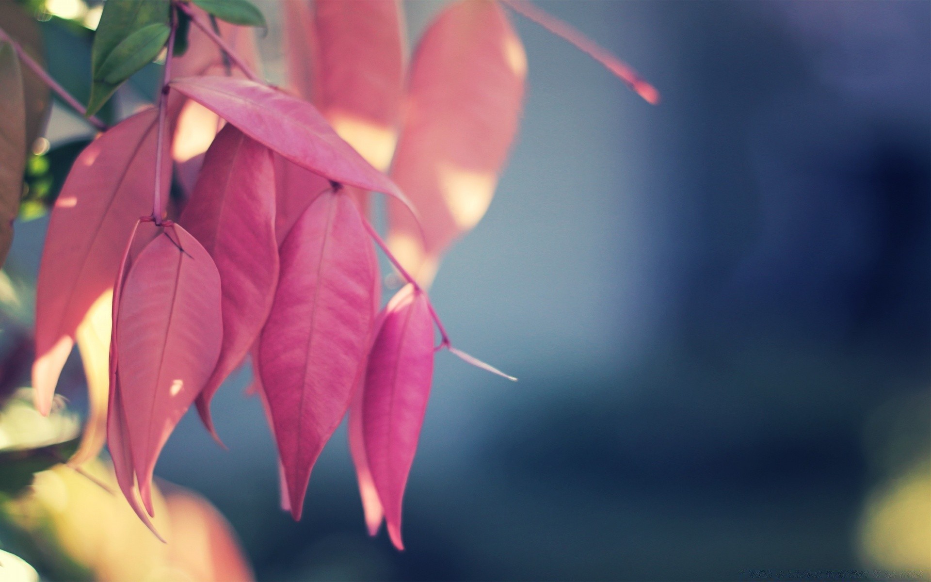 makro fotoğrafçılığı yaprak doğa flora renk açık havada sonbahar ışık bulanıklık çiçek ağaç parlak bahçe