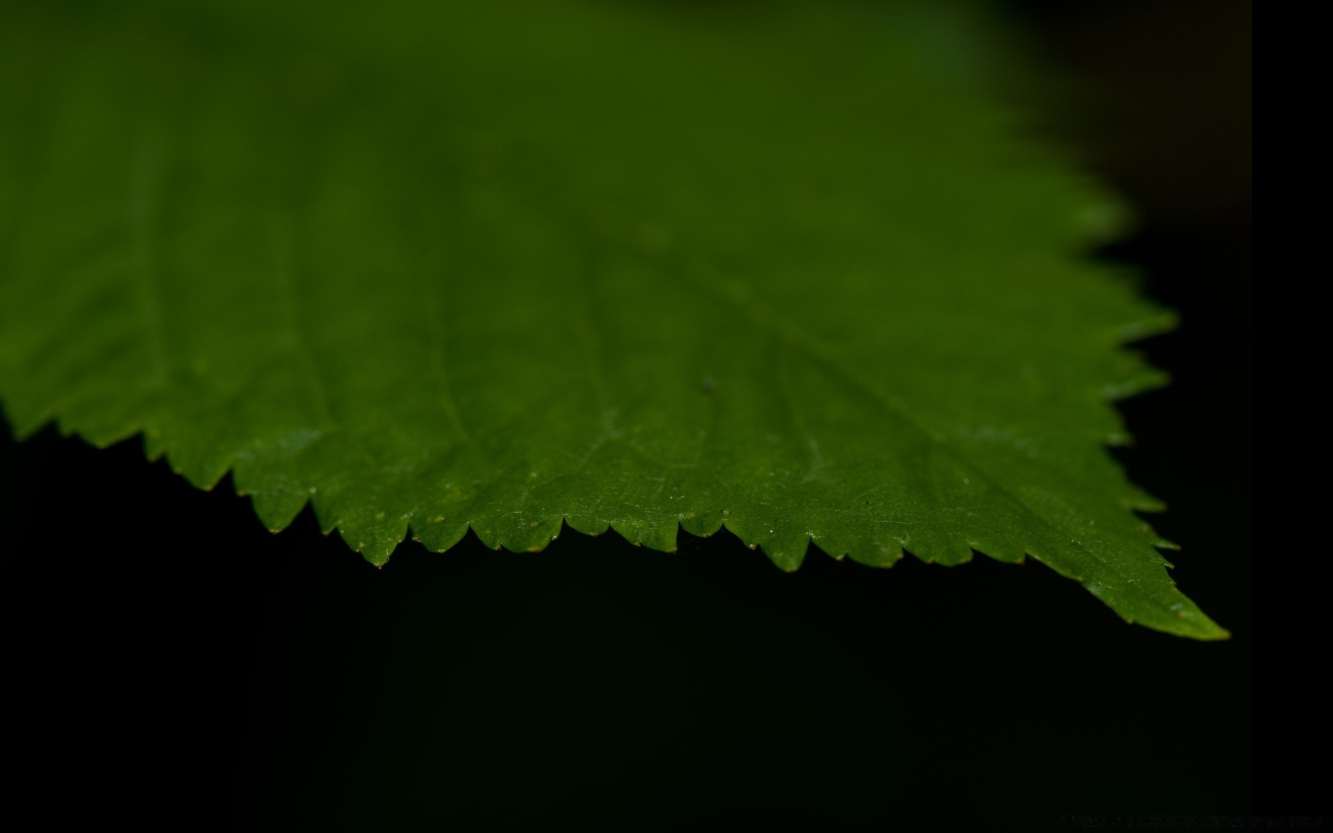 makro liść natura deszcz flora streszczenie ciemny wzrost lato na zewnątrz światło pulpit