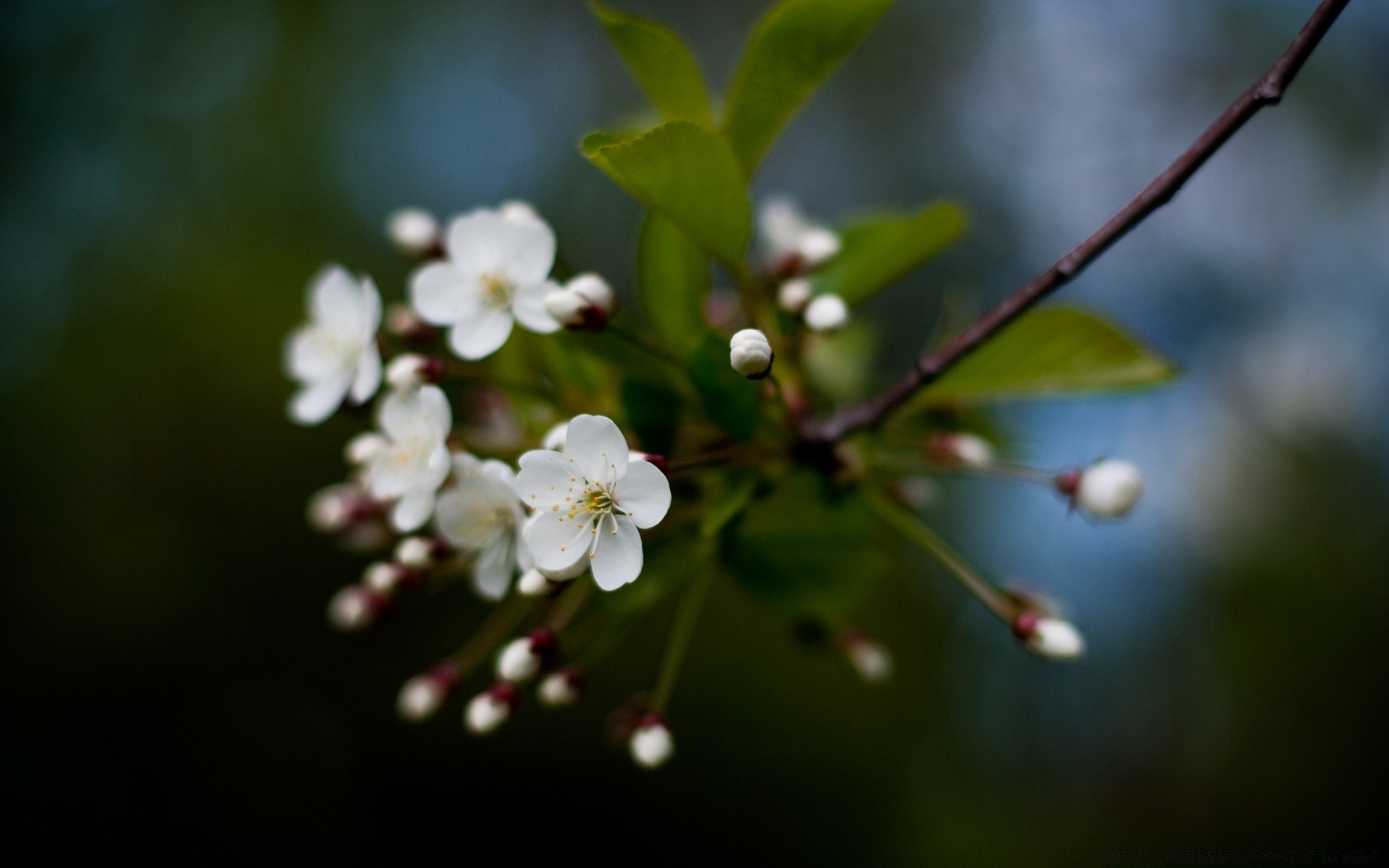 macro flor maçã natureza árvore folha flora cereja amigo ramo jardim pétala desfocagem crescimento dof blooming ao ar livre