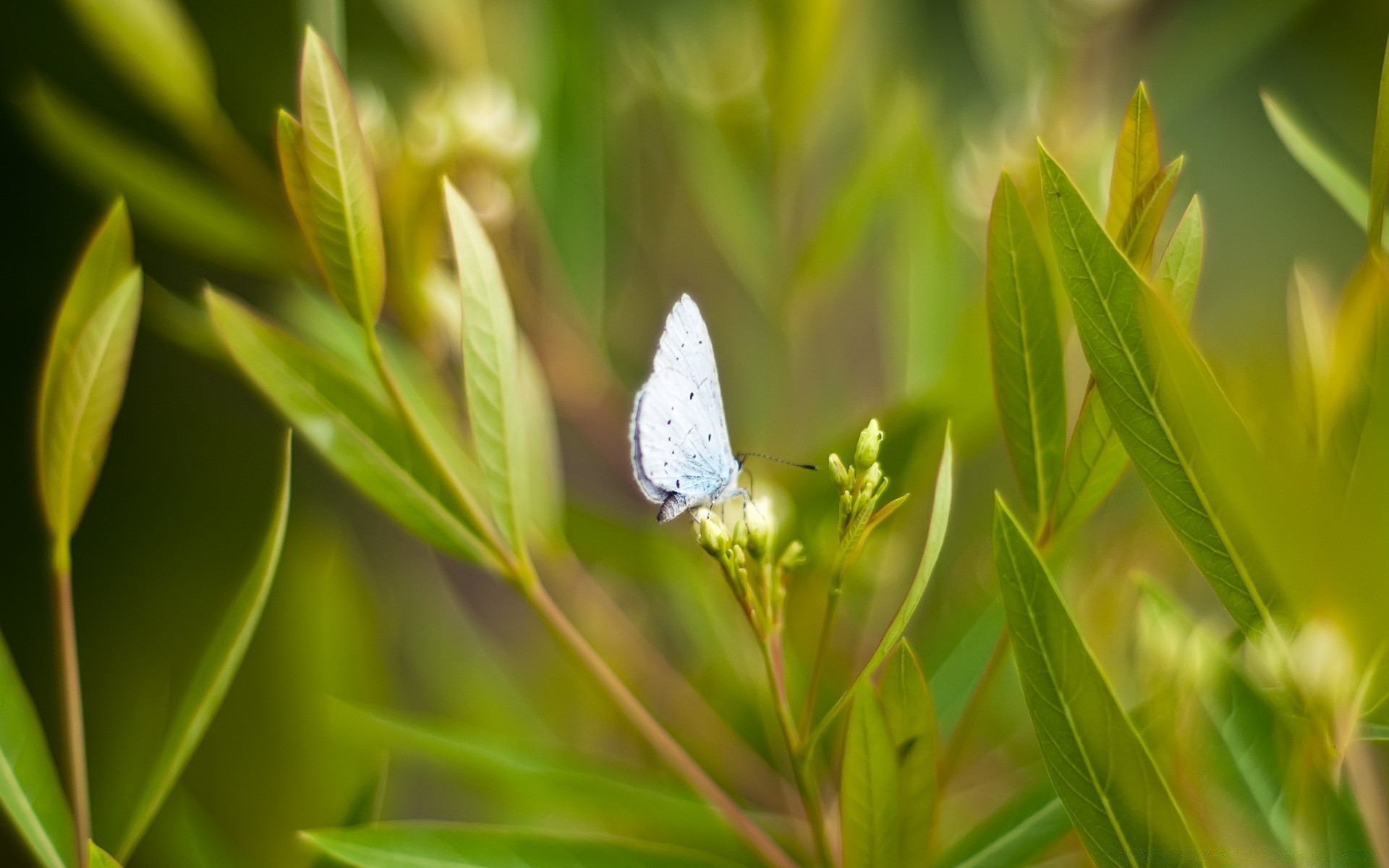 makro fotoğrafçılığı doğa yaz yaprak flora açık havada bahçe çimen kelebek böcek güzel hava çiçek büyüme parlak ortamlar yakın çekim vahşi güneş küçük