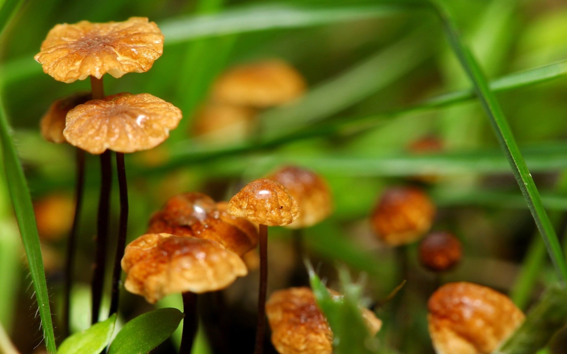 makroaufnahme natur flora blatt gras pilz im freien wild pilz wachstum jahreszeit herbst sommer