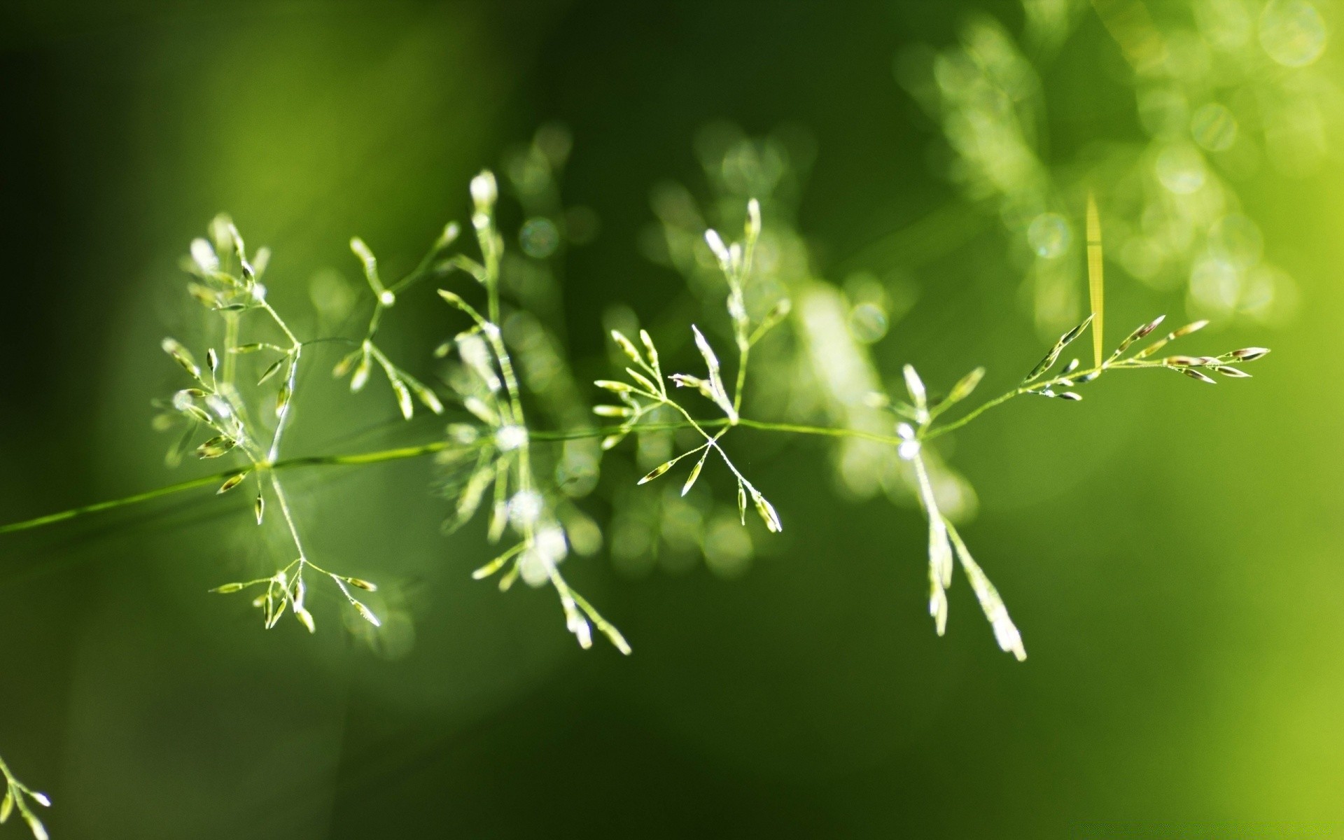 macro leaf growth nature flora rain blur garden summer dew grass outdoors freshness lush purity