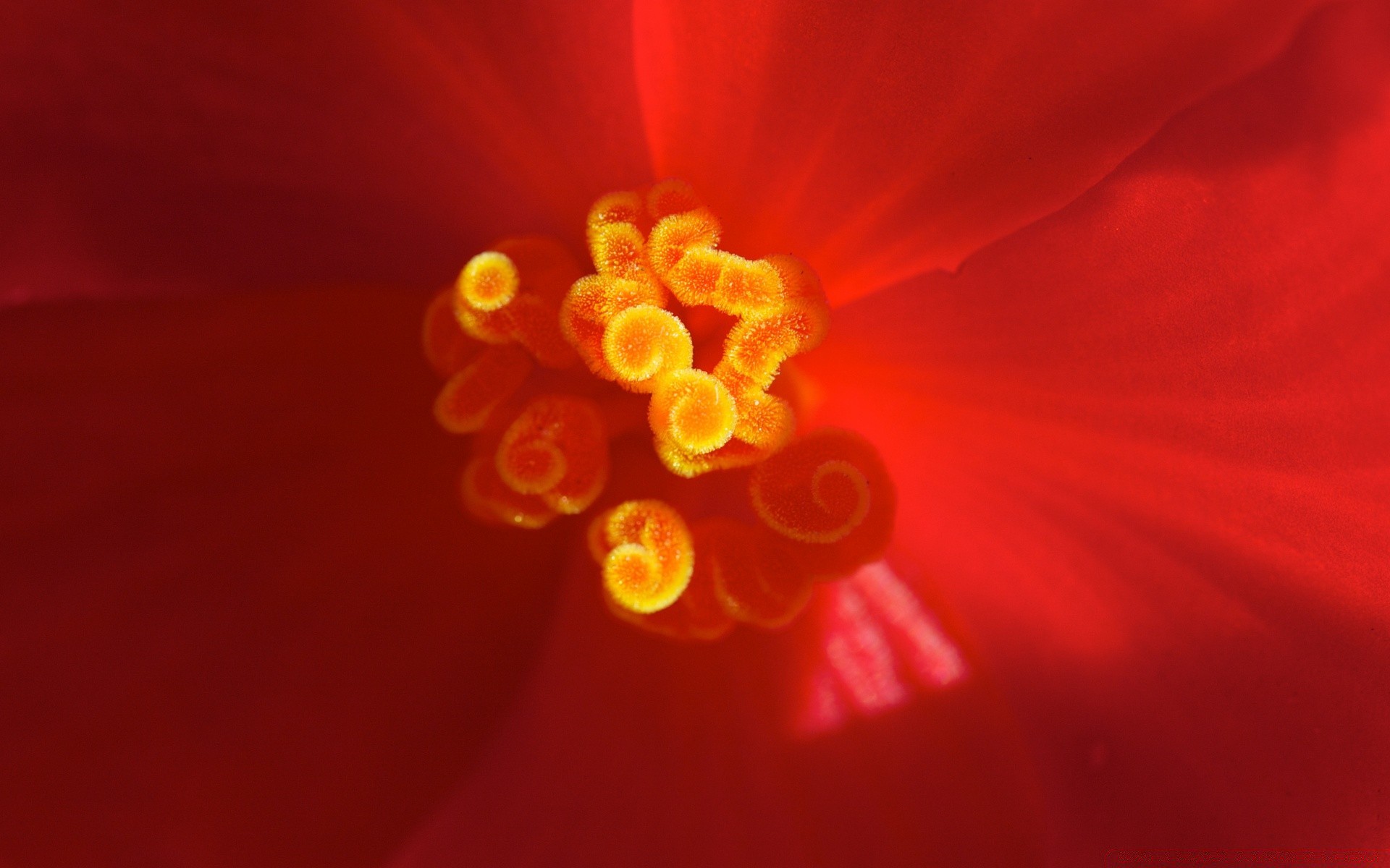 macro flor cor brilhante natureza flora pétala desktop blooming bela romance