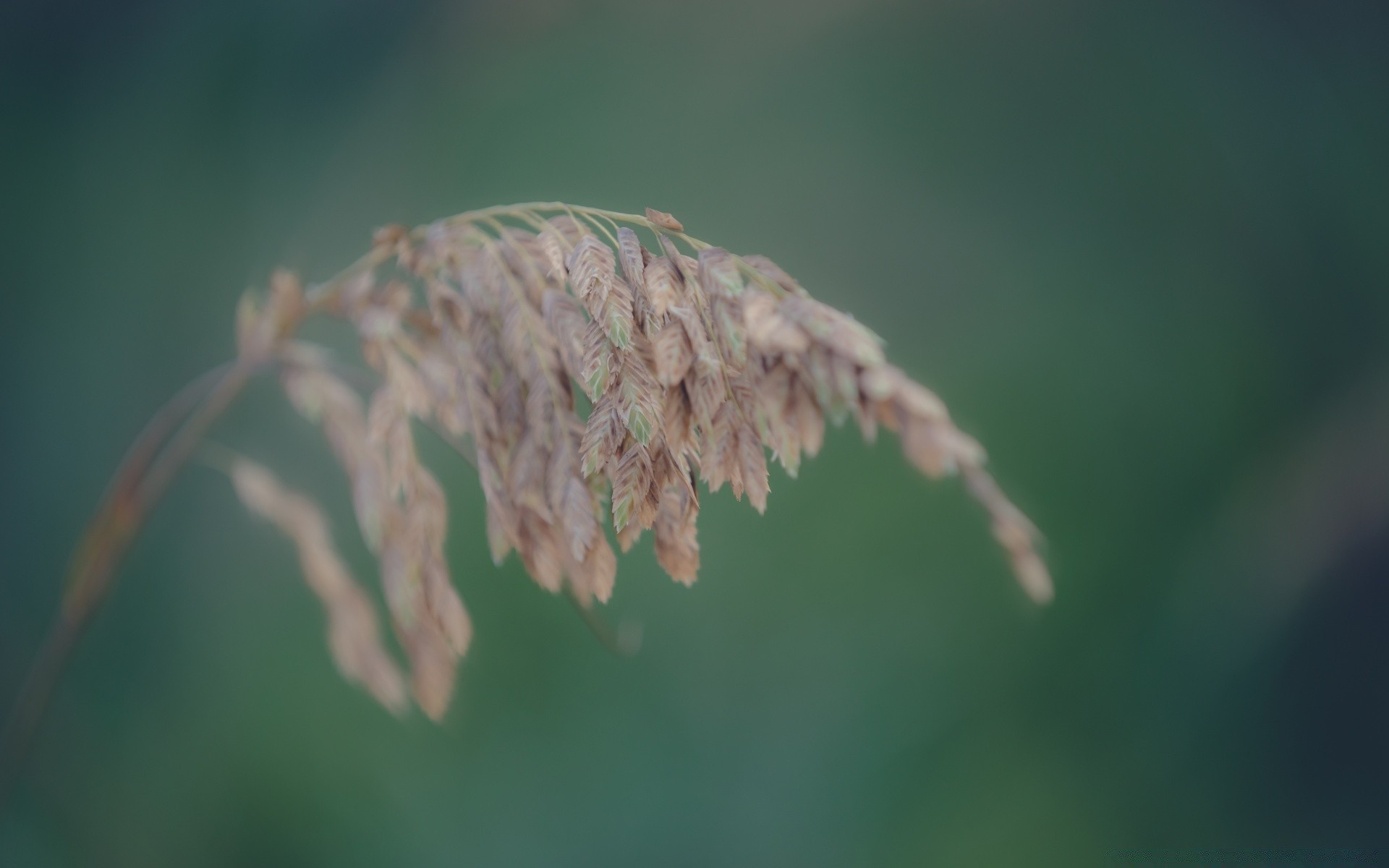 makro fotoğrafçılığı yaprak doğa açık havada büyüme flora çiçek dof