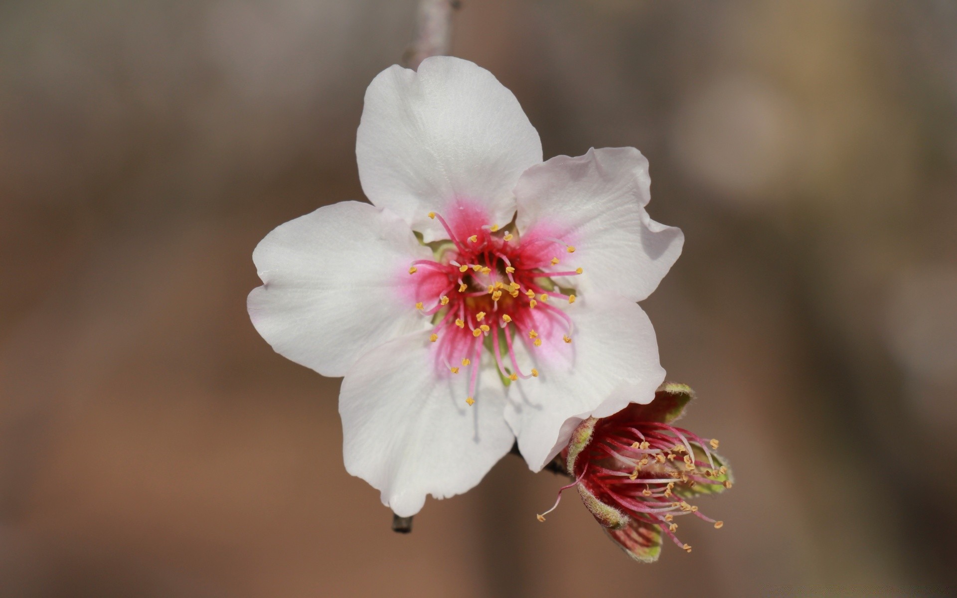 macro flower nature flora outdoors petal tree leaf blooming bud garden blur branch delicate cherry growth apple floral daylight