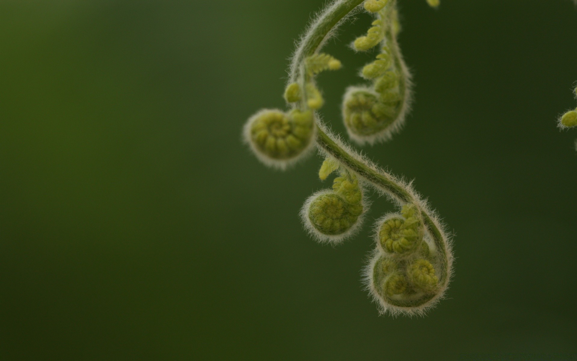 macro nature flora leaf growth garden outdoors tree color flower grass biology