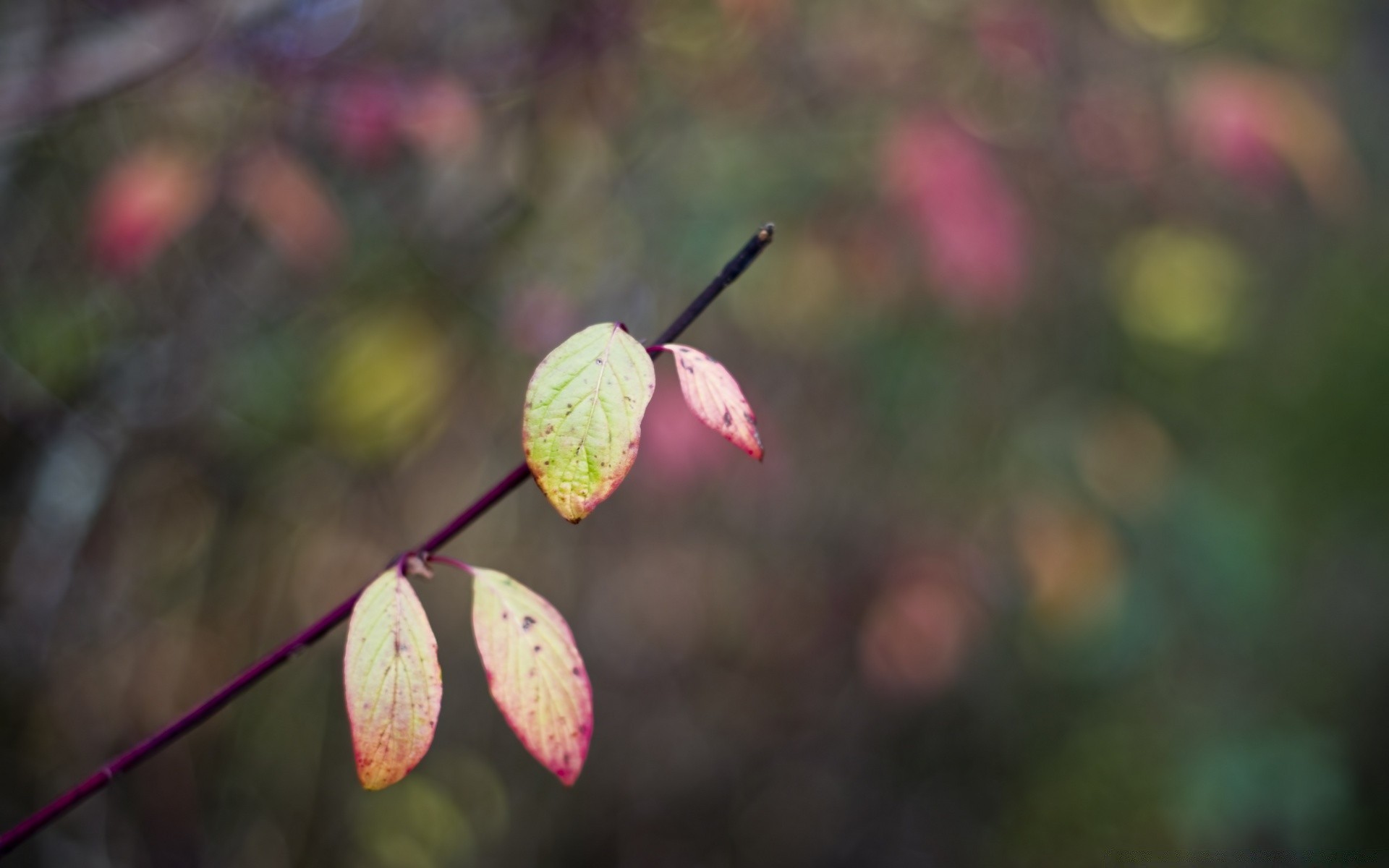 macro nature à l extérieur feuille arbre fleur automne flore couleur saison branche lumineux hiver jardin parc bois lumière beau temps gros plan