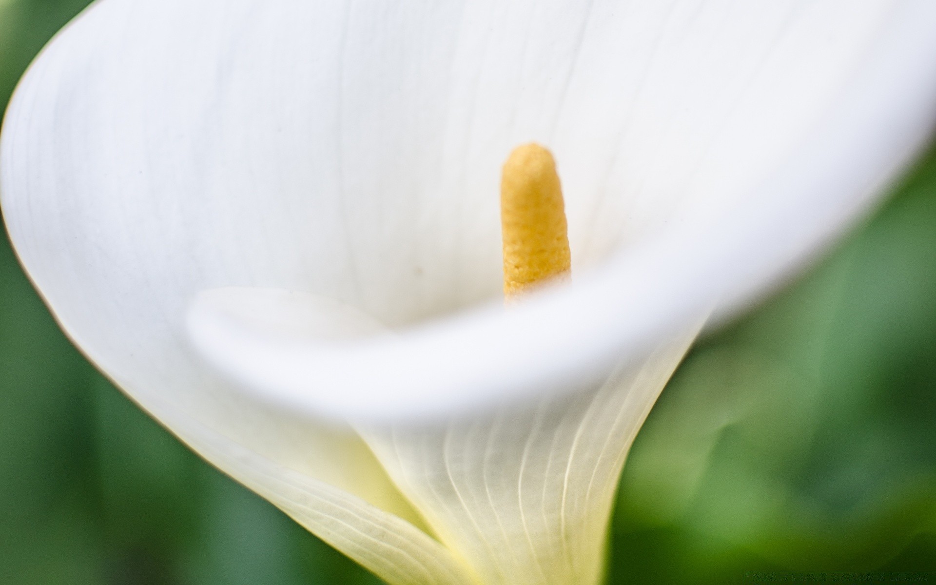 makroaufnahme natur blume flora calla-lilie unschärfe lilie blatt farbe sanft garten