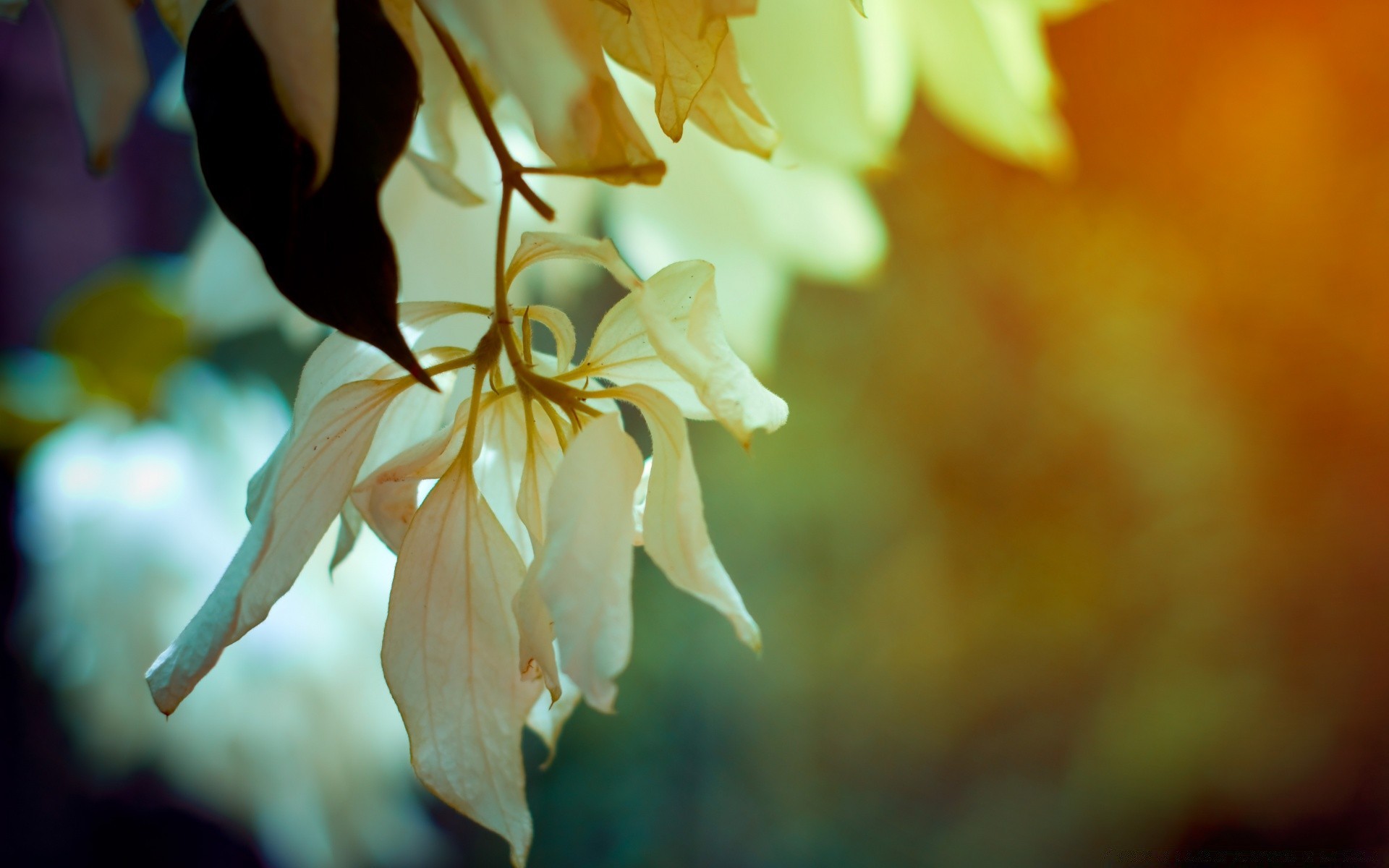 macro leaf blur nature flower outdoors flora summer light fair weather garden growth color sun fall