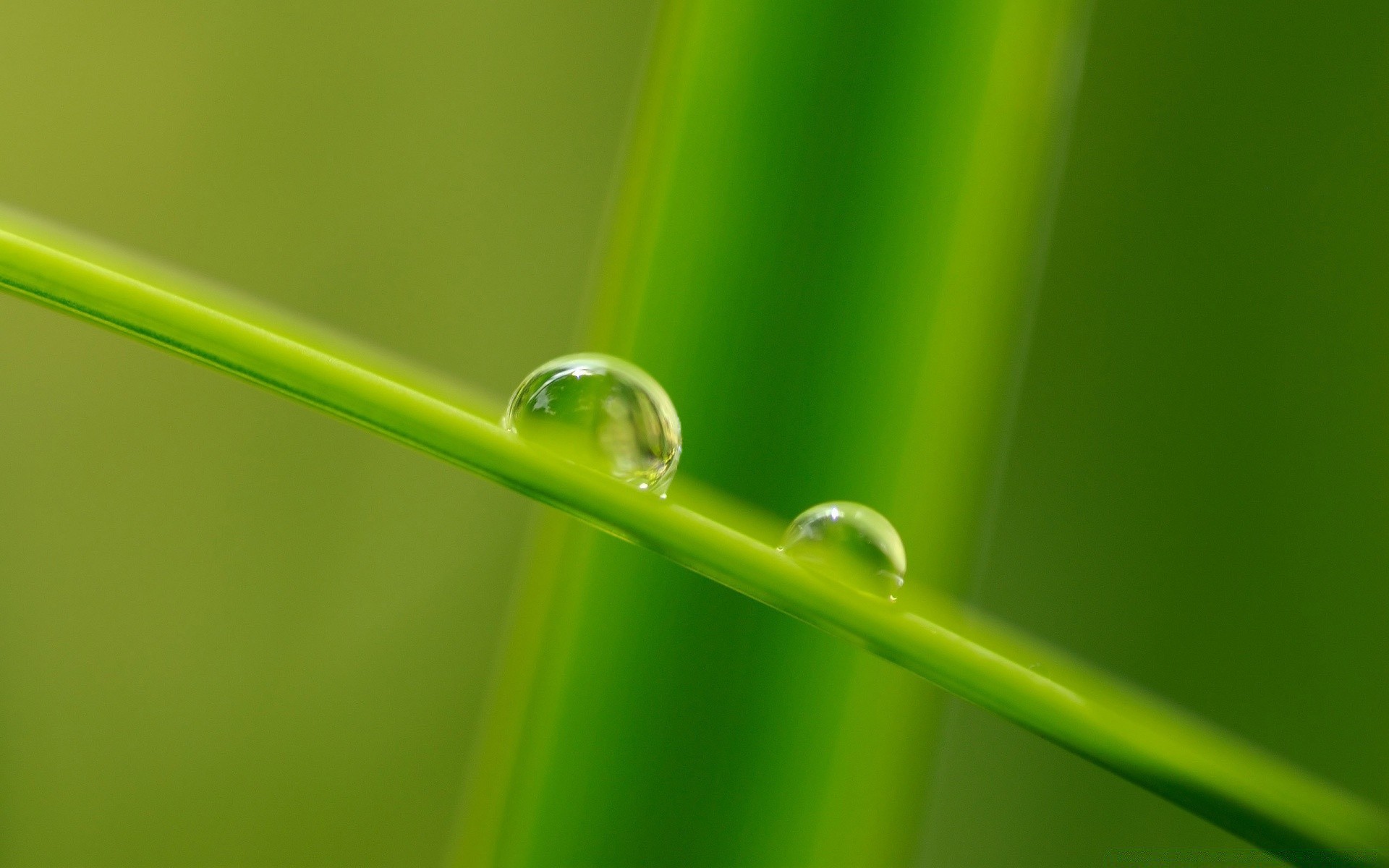 macro rocío lluvia caída hoja hoja flora mojado gotas gotas jardín hierba crecimiento naturaleza limpieza medio ambiente medio ambiente césped exuberante