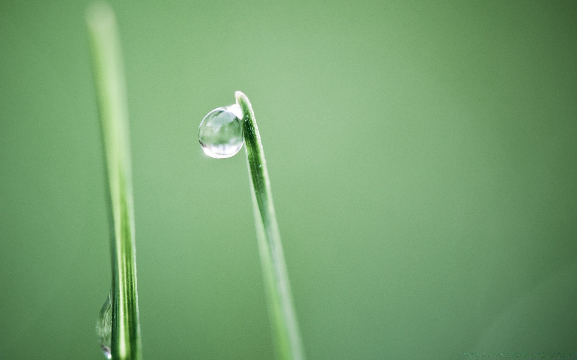 makro tau regen tropfen wasser blatt sauberkeit tropfen nass unschärfe natur tropfen gras wachstum flora