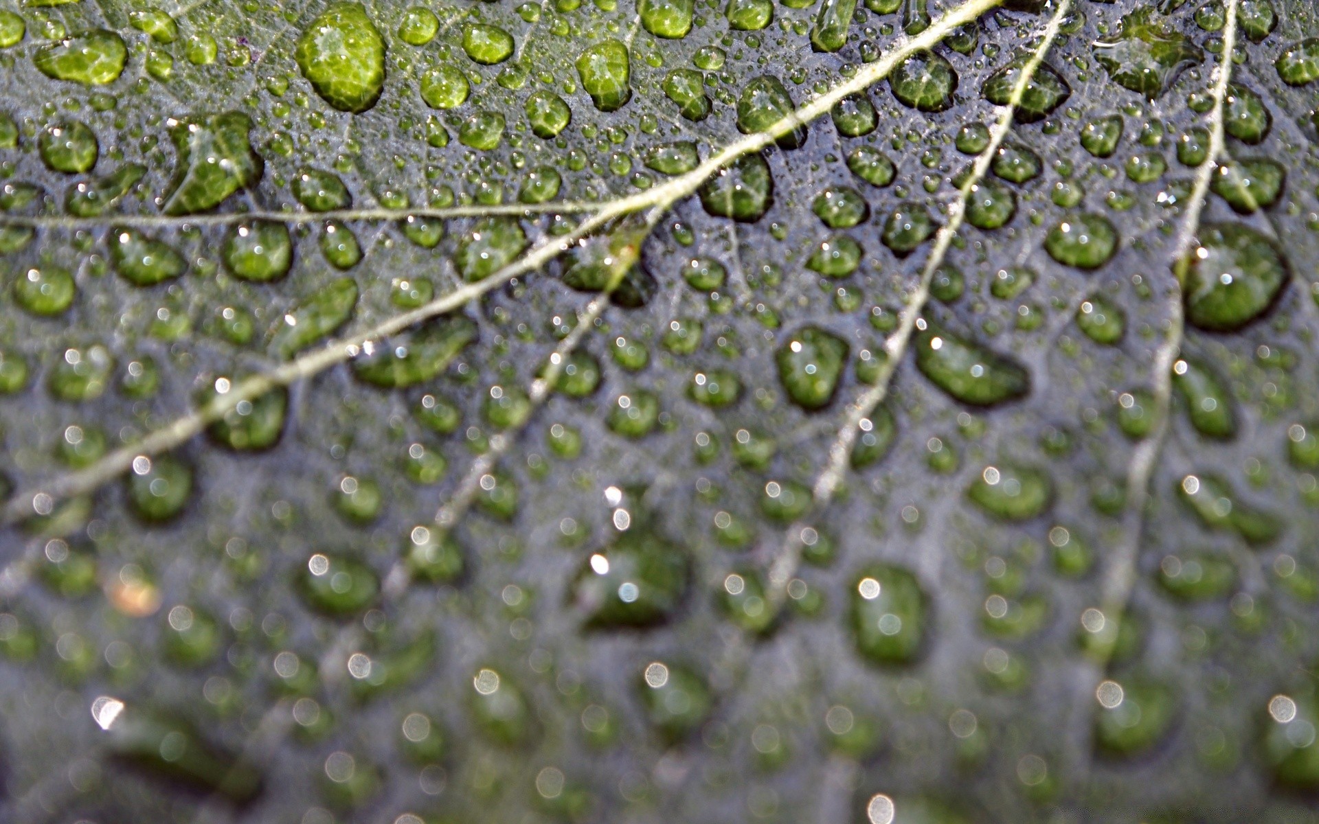 fotografia macro chuva queda orvalho gotas molhado água flora natureza folha líquido meio reflexão crescimento frescura desktop limpo limpo textura