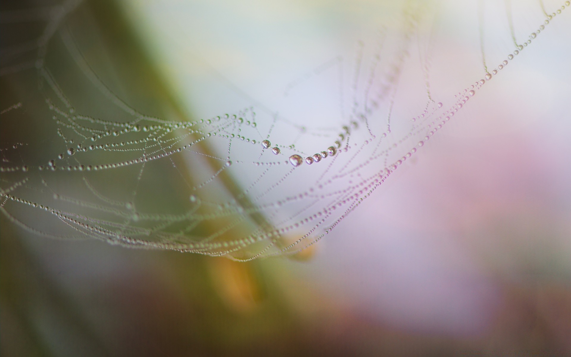 macro aranha teias de aranha web armadilha teias de aranha luz desktop abstrato aracnídeo natureza inseto padrão orvalho design borrão textura brilhante seda