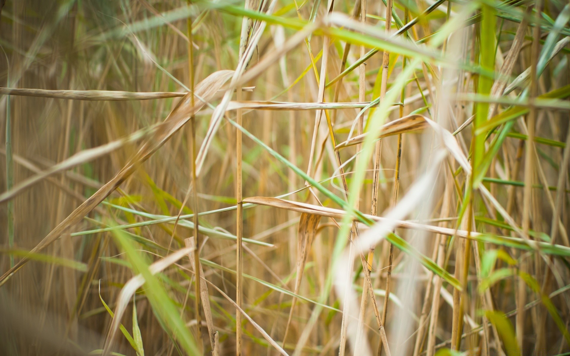 makro natur vogel gras im freien flora blatt sommer reed tierwelt garten farbe des ländlichen feld wachstum stroh wild medium schließen wenig