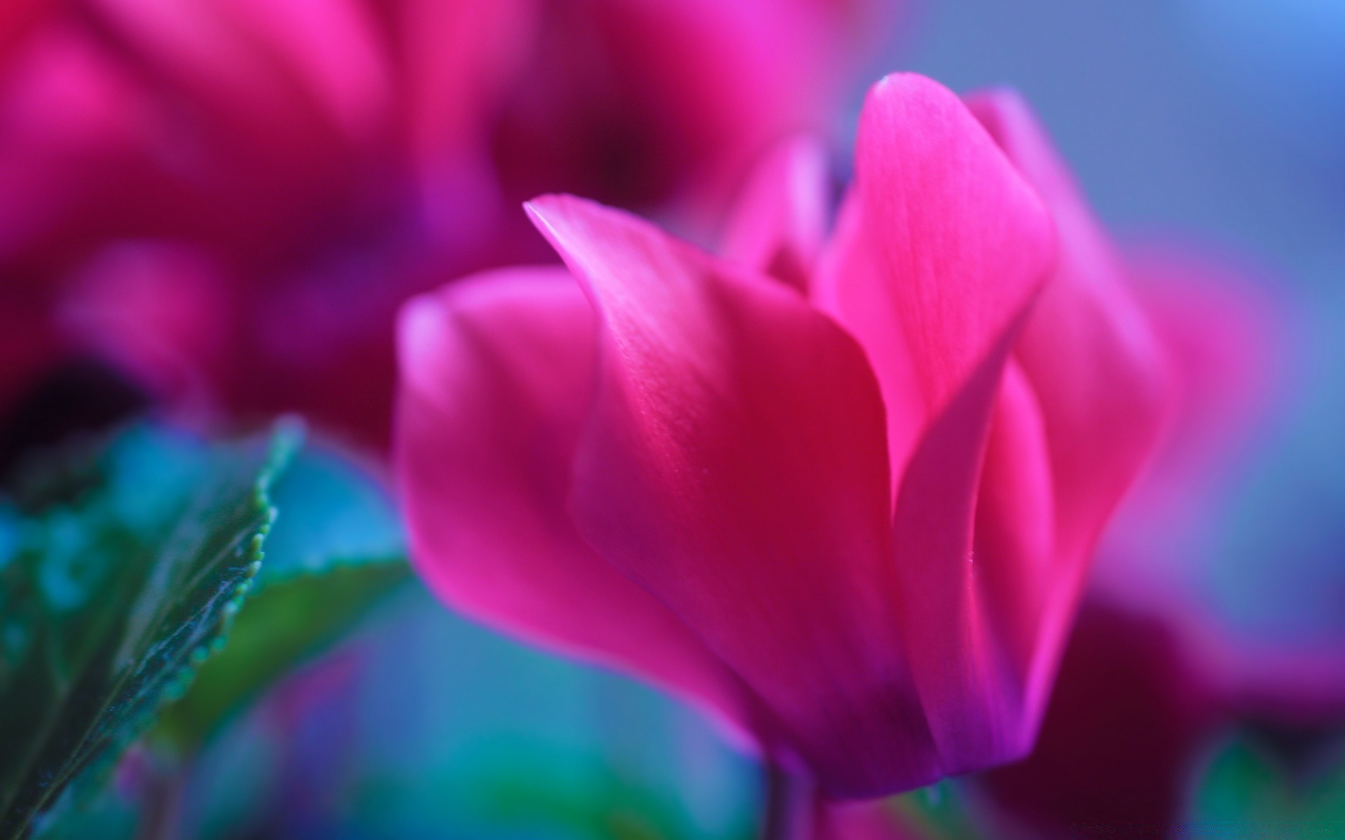 makro natura kwiat ogród flora kolor tulipan jasny lato liść płatek delikatny piękny wzrost miłość