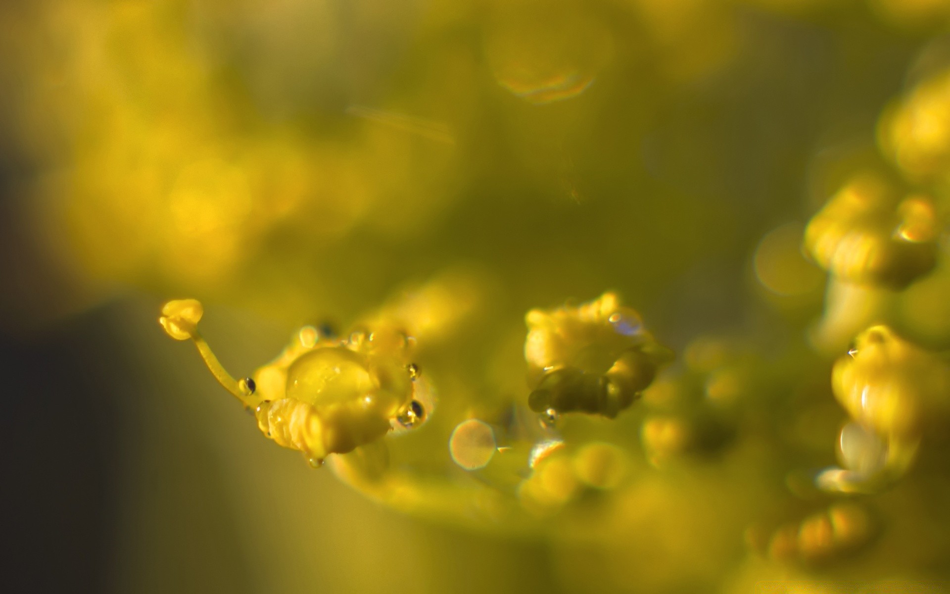 macro nature flora flower color leaf garden blur close-up beautiful desktop summer light growth outdoors close bright dof drop