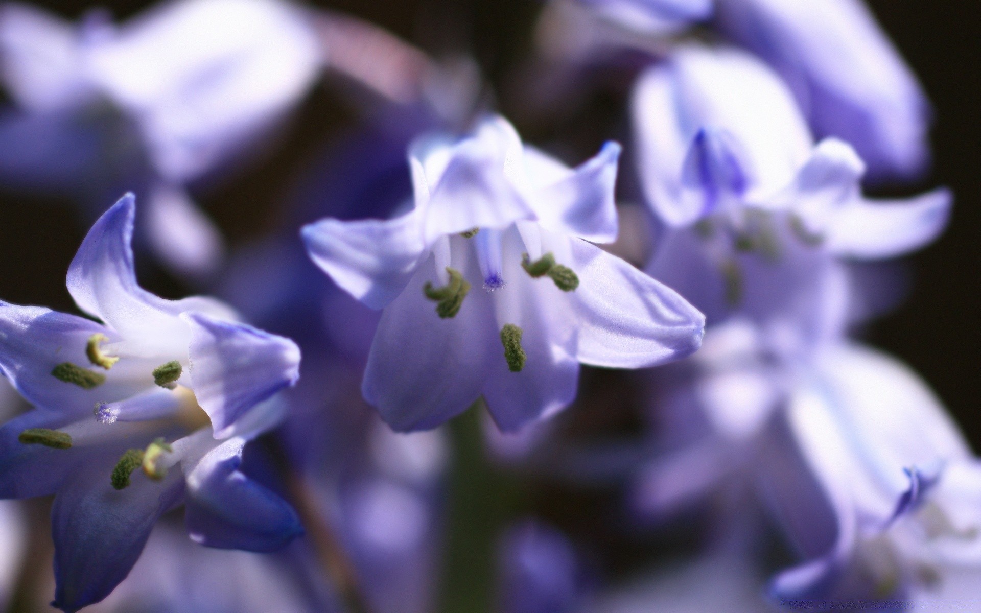 makro kwiat rozmycie natura płatek flora wielkanoc na zewnątrz kwiatowy delikatny ogród bluming kolor liść wiosna dzwon bylina violet lampa kolego