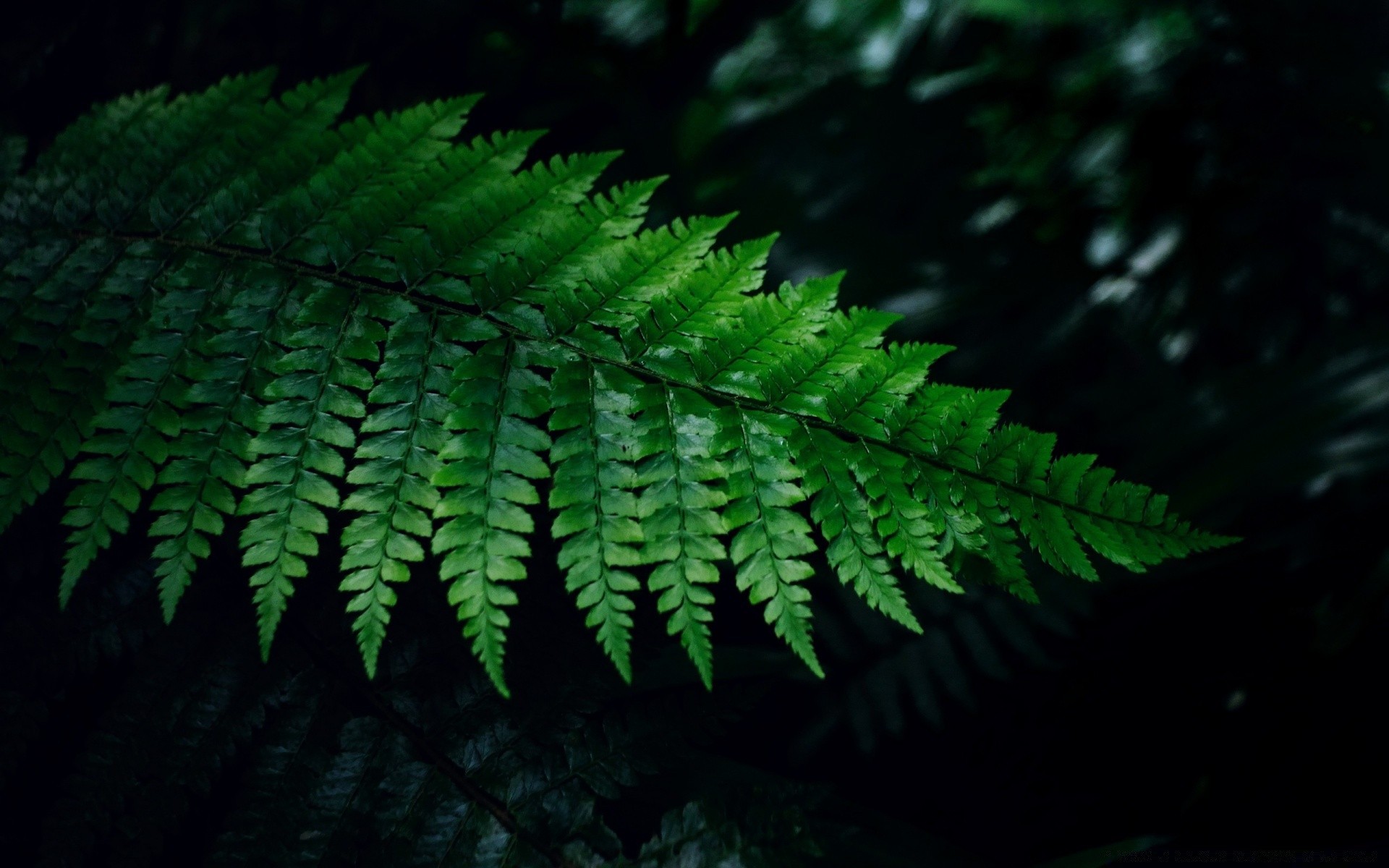 макросъемка лист ферн флора на открытом воздухе рост природа пышные рабочего стола